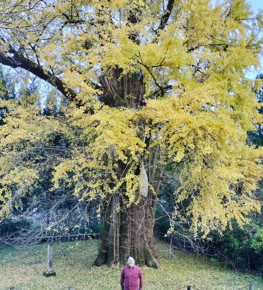 粉川真一のインスタグラム：「樹齢800年 天然記念物「去川の大イチョウ」 この上に、さらに倍の高さがあります！ 私なんぞ、所詮、ちっぽけな存在です。」