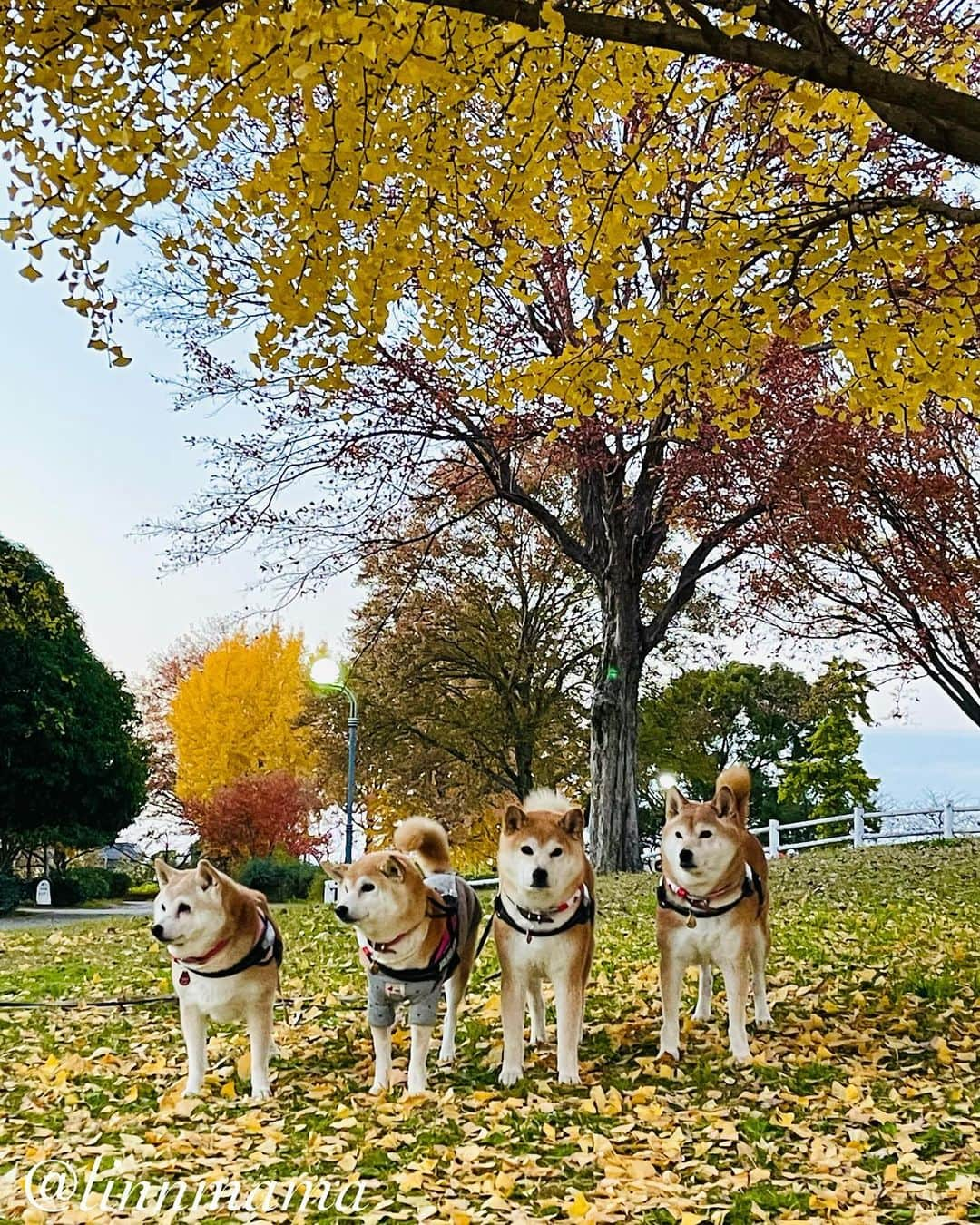 linnmamaのインスタグラム：「銀杏の木の下で😍〜ご近所紅葉シリーズ😊〜夕方散歩で楽しみました🥰〜みんなで一緒に歩いたよ🐾〜今できることを精一杯💕〜今日も元気でありがとう❣️ ＊ ＊ ＊ #柴犬#dog #柴犬凜の勇気凜々every day #shibastagram #my_eos_photo #eosr6 #eosr10  #ドッグフォトグラファーズ #iphone12 #iphone12promax  #2024凜ファミリーカレンダー発売中 #プロフィール欄からどうぞ #Amazon、楽天でも販売中 #夕方散歩 #写活 #銀杏 #戸田川緑地」