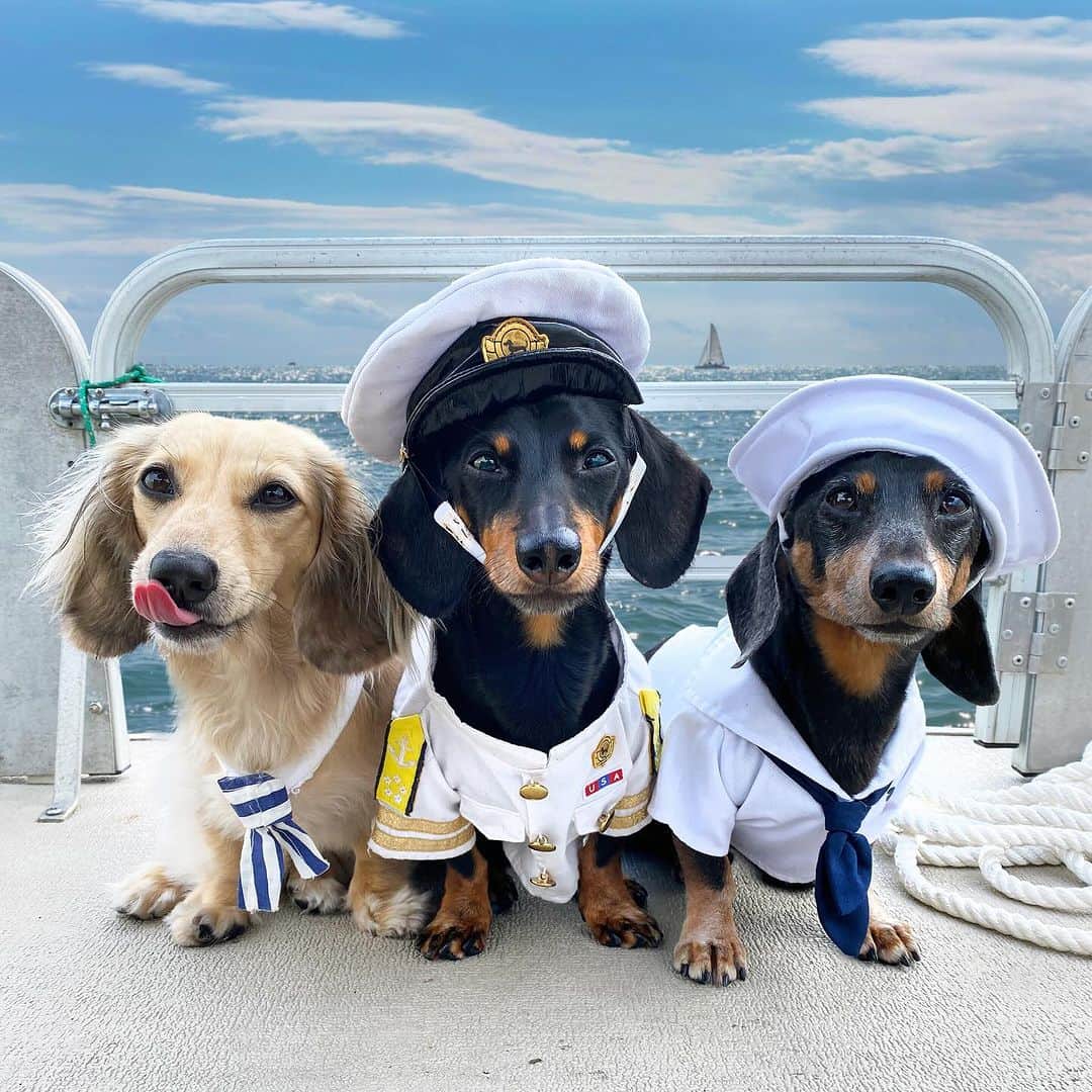 Crusoe the Celebrity Dachshundさんのインスタグラム写真 - (Crusoe the Celebrity DachshundInstagram)「“I was just.. looking at the sailboats..😉😎 Find all our best pics in my new 2024 calendar collection available via link in profile!” ~ Crusoe」11月27日 0時49分 - crusoe_dachshund