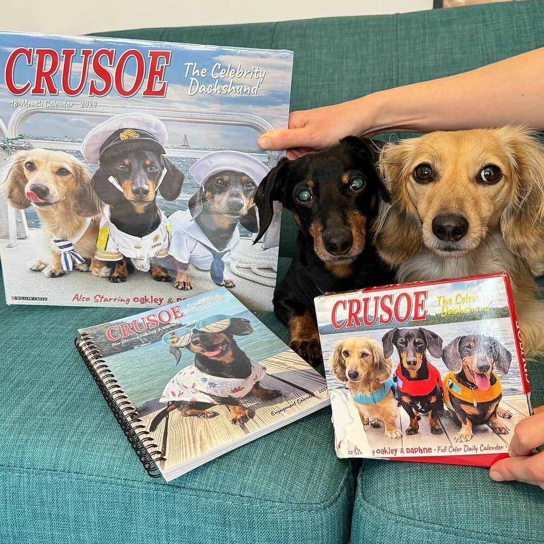 Crusoe the Celebrity Dachshundさんのインスタグラム写真 - (Crusoe the Celebrity DachshundInstagram)「“I was just.. looking at the sailboats..😉😎 Find all our best pics in my new 2024 calendar collection available via link in profile!” ~ Crusoe」11月27日 0時49分 - crusoe_dachshund