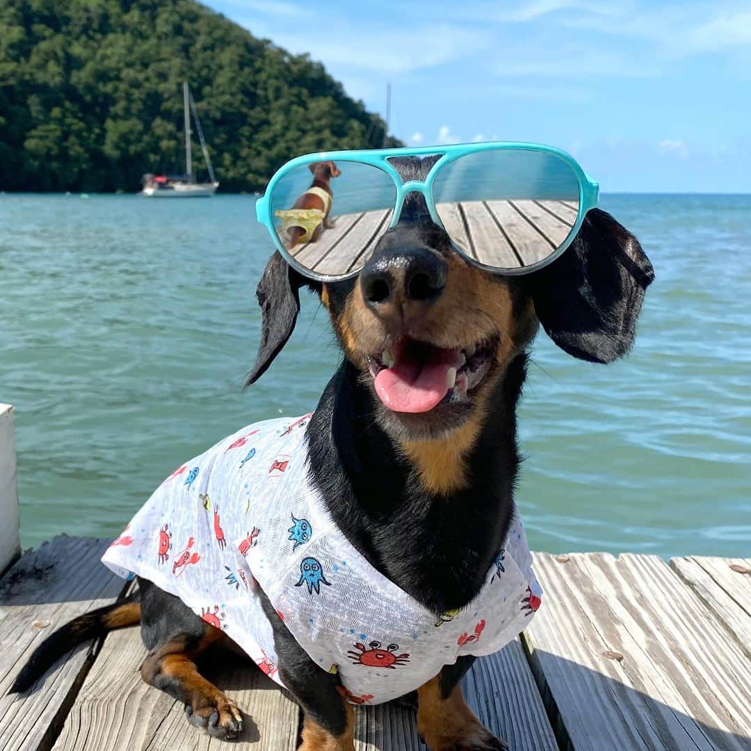 Crusoe the Celebrity Dachshundのインスタグラム：「“I was just.. looking at the sailboats..😉😎 Find all our best pics in my new 2024 calendar collection available via link in profile!” ~ Crusoe」