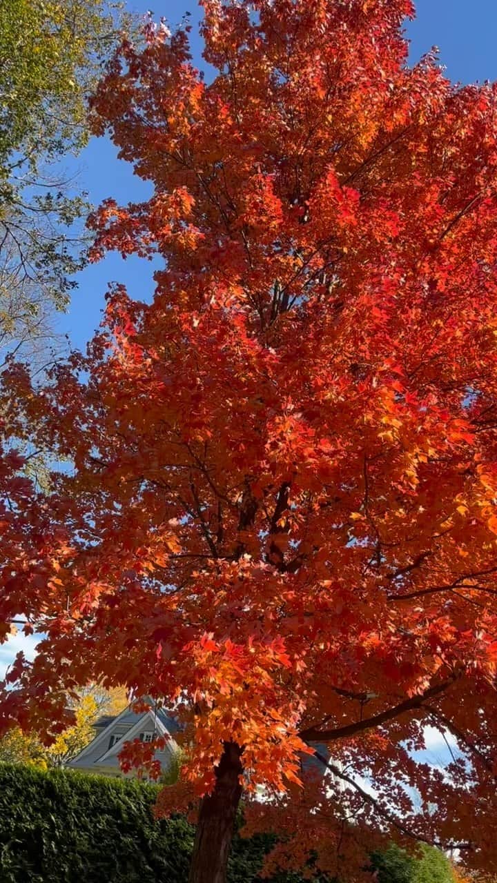スーザン・ルッチのインスタグラム：「November beauty!!! Gorgeous in red—Happy Sunday💃🏽💃🏽💃🏽」