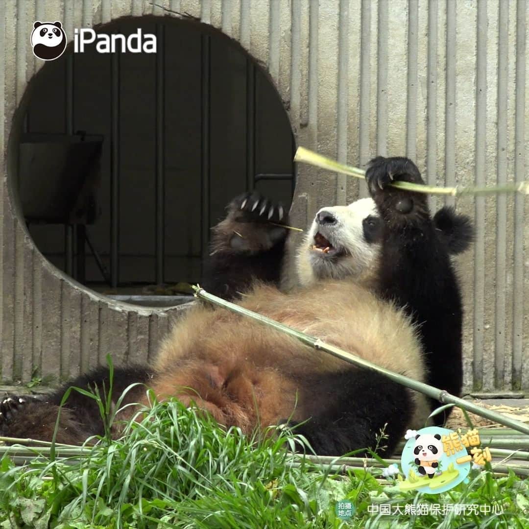 iPandaのインスタグラム：「Me on the weekends: Find a cozy position to lie down and eat, and start an undisturbed weekend. 🐼 🐼 🐼 #Panda #iPanda #Cute #HiPanda #CCRCGP #PandaTime  For more panda information, please check out: https://en.ipanda.com」