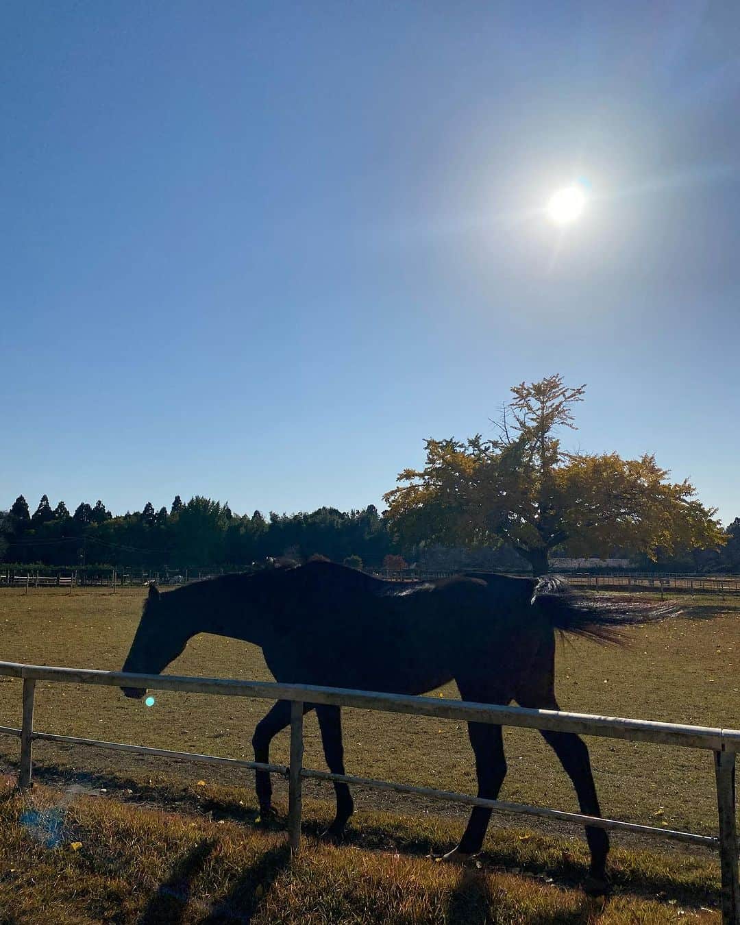 林田岬優さんのインスタグラム写真 - (林田岬優Instagram)「Thank you for the horses and the beautiful ranch. They always give me a wonderful time of peace,healing and lovely🌷♡ Libertas of deepimpact, thoroughbredhorses and pony🐴🐴🐴 #ridinghorse#deepimpact #thoroughbredhorse#pony」11月27日 1時06分 - miyu_hayashida