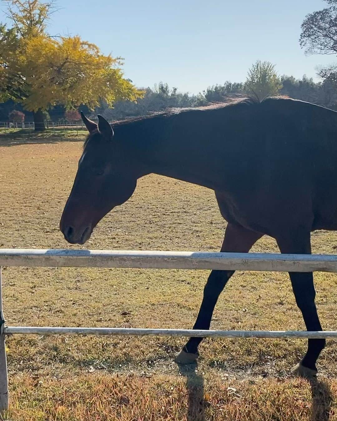 林田岬優のインスタグラム：「Thank you for the horses and the beautiful ranch. They always give me a wonderful time of peace,healing and lovely🌷♡ Libertas of deepimpact, thoroughbredhorses and pony🐴🐴🐴 #ridinghorse#deepimpact #thoroughbredhorse#pony」