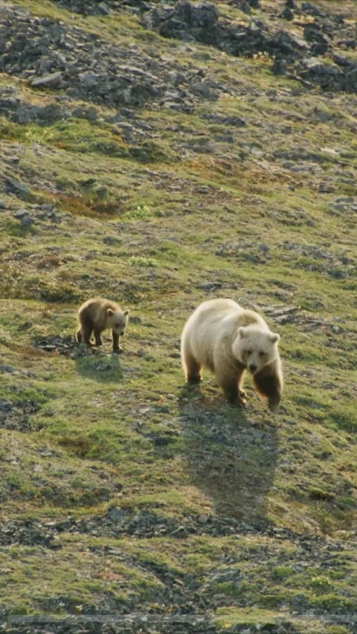 patagoniaのインスタグラム：「One more critical area in Alaska needs your support today.  In the Brooks Range, a growing coalition of conservation and Indigenous groups are pushing back against a state proposal to develop a 211-mile private industry road.  If developed, the Ambler Road project would cut through the largest connected park system in the country, cross 11 major rivers and threaten key hunting grounds and water sources that local Indigenous communities depend on.   The Ambler Road was fast-tracked by former President Trump in 2020, but the Biden administration found major issues with the proposal. Now the administration wants to hear from you.   Submit a comment by December 22 through link in bio, to tell President Biden the Ambler Road has no place in the Brooks Range.」