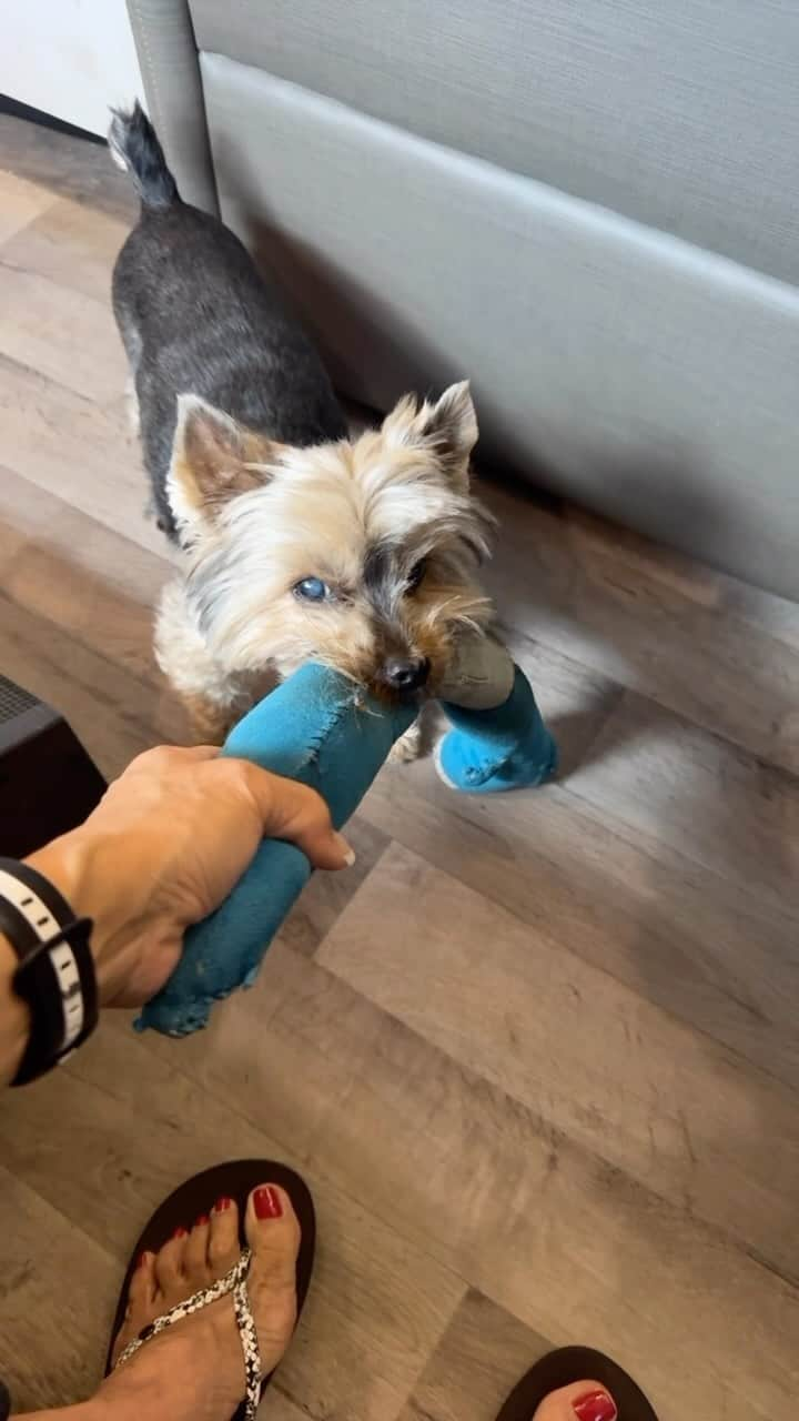 のインスタグラム：「Max 💭 Time to play mommy! 😆🙌🏼🤗🤩 #Playtime #TimeToPlay #PlayInside #RVLifeWithDogs #FavoriteToy #PlayfulDog #MotorHomeLife  #SeniorDogsRule #SeniorDogsRock #MotorHomeLifeStyle」