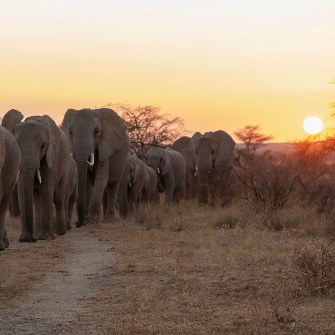 ナショナルジオグラフィックさんのインスタグラム写真 - (ナショナルジオグラフィックInstagram)「Photos by David Chancellor @chancellordavid | Here in the Samburu National Reserve, in northern Kenya, I'm reminded  that the elephant, considering its size, can be one of the most quiet and gentle creatures on the planet. At this early hour, with a shake of the ears, causing a cloud of dust to rise into the cool air, it's as if they said "good morning" to another day. Slowly, without missing a stride or showing the slightest concern, they swayed and ambled gently past me and into the bush. I watched as the dust swept up by their passage eventually lost its battle for flight, and we both carried on as if the moments before had simply been a dream. To see more follow me  @chancellordavid.」11月27日 2時00分 - natgeo