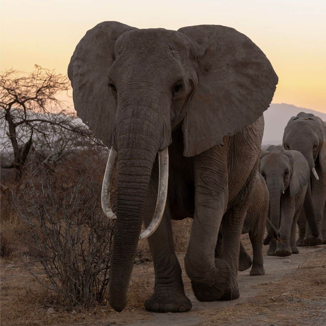 ナショナルジオグラフィックのインスタグラム：「Photos by David Chancellor @chancellordavid | Here in the Samburu National Reserve, in northern Kenya, I'm reminded  that the elephant, considering its size, can be one of the most quiet and gentle creatures on the planet. At this early hour, with a shake of the ears, causing a cloud of dust to rise into the cool air, it's as if they said "good morning" to another day. Slowly, without missing a stride or showing the slightest concern, they swayed and ambled gently past me and into the bush. I watched as the dust swept up by their passage eventually lost its battle for flight, and we both carried on as if the moments before had simply been a dream. To see more follow me  @chancellordavid.」