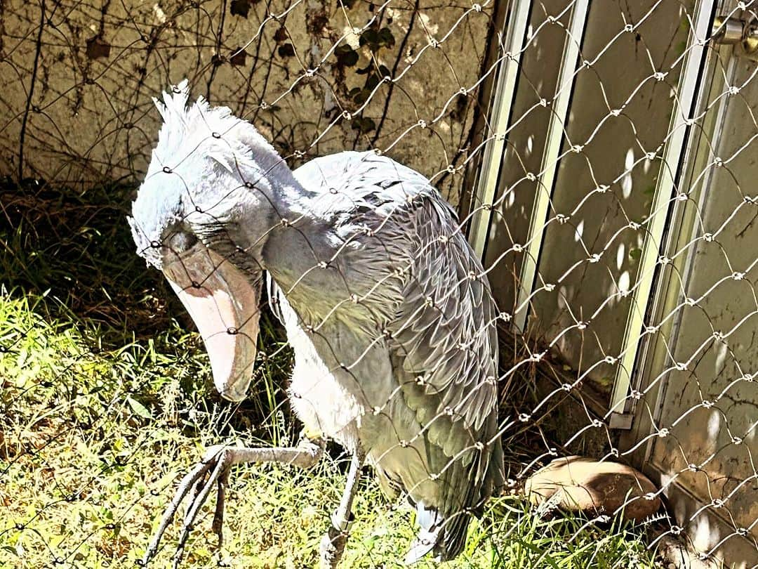 愛葉るびさんのインスタグラム写真 - (愛葉るびInstagram)「上野動物園と上野グルメ。  上野オークラ劇場さんで上映中の映画 ♥むちゃ振り開花中 浮気っ娘と火照り妻♥ 鑑賞前後に是非💕💕💕💕」11月27日 2時33分 - aibarubyruby