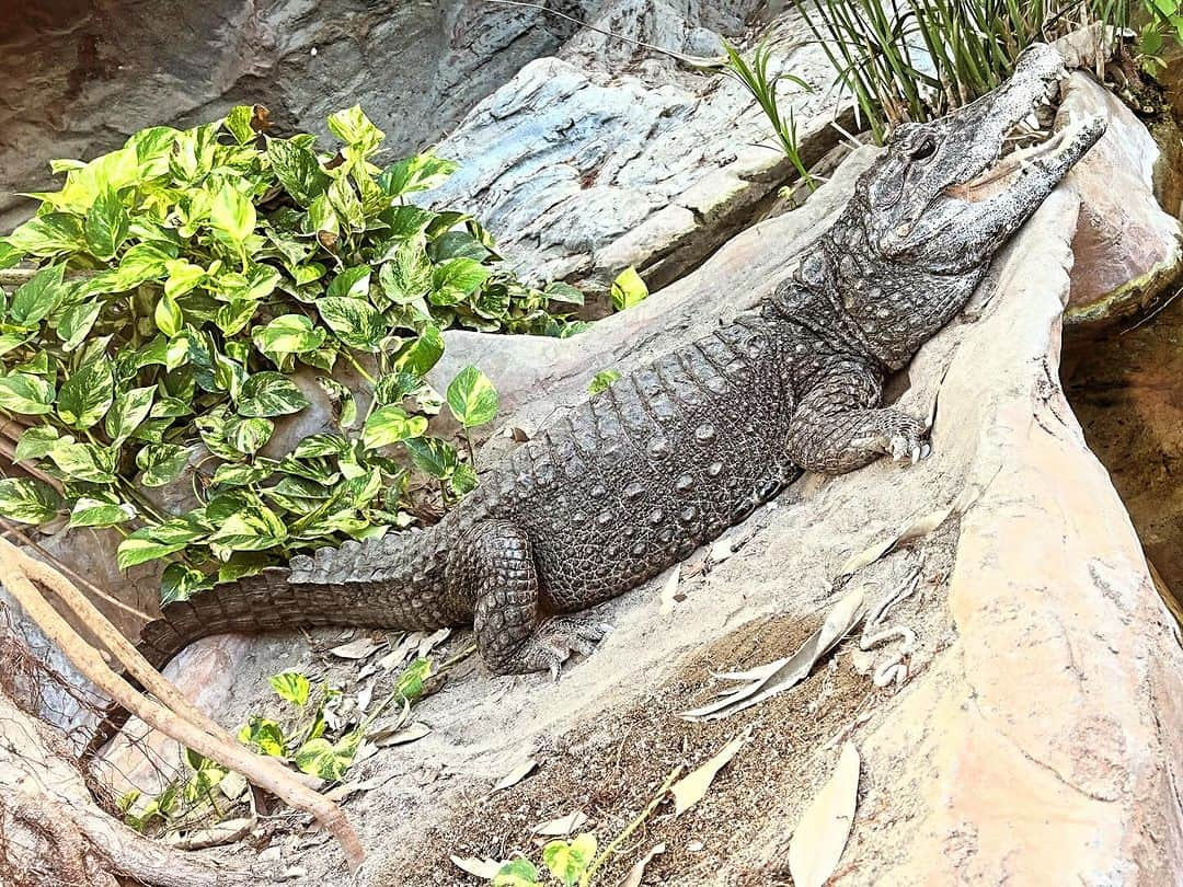 愛葉るびのインスタグラム：「上野動物園と上野グルメ。  上野オークラ劇場さんで上映中の映画 ♥むちゃ振り開花中 浮気っ娘と火照り妻♥ 鑑賞前後に是非💕💕💕💕」