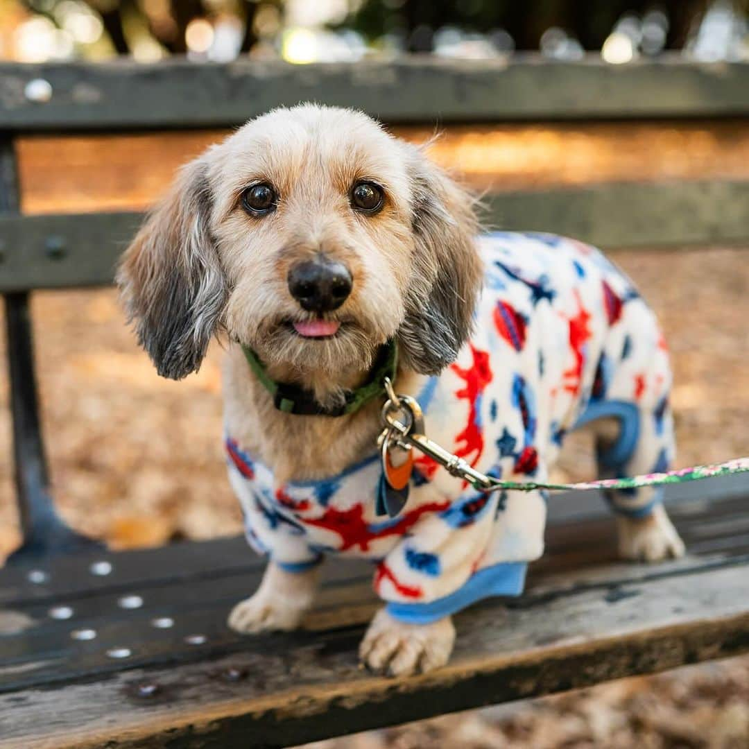 The Dogistのインスタグラム：「Lola, Dachshund (14 y/o), Prospect Park, Brooklyn, NY • “Her past owner didn’t work out, so we’ve had her for five years. She’s super resilient – she had back surgery, but was good within a week. We had a Cane Corso, Jaina, and Lola fit in so well. When Jaina was passing Lola was there for the event, and she slipped past us and gave Jaina a kiss on the nose. That really warmed our hearts. She’s great at water therapy at @water4dogsnyc. She comes to work with us – she’s the office mascot. She makes sure everyone’s not being productive.”」