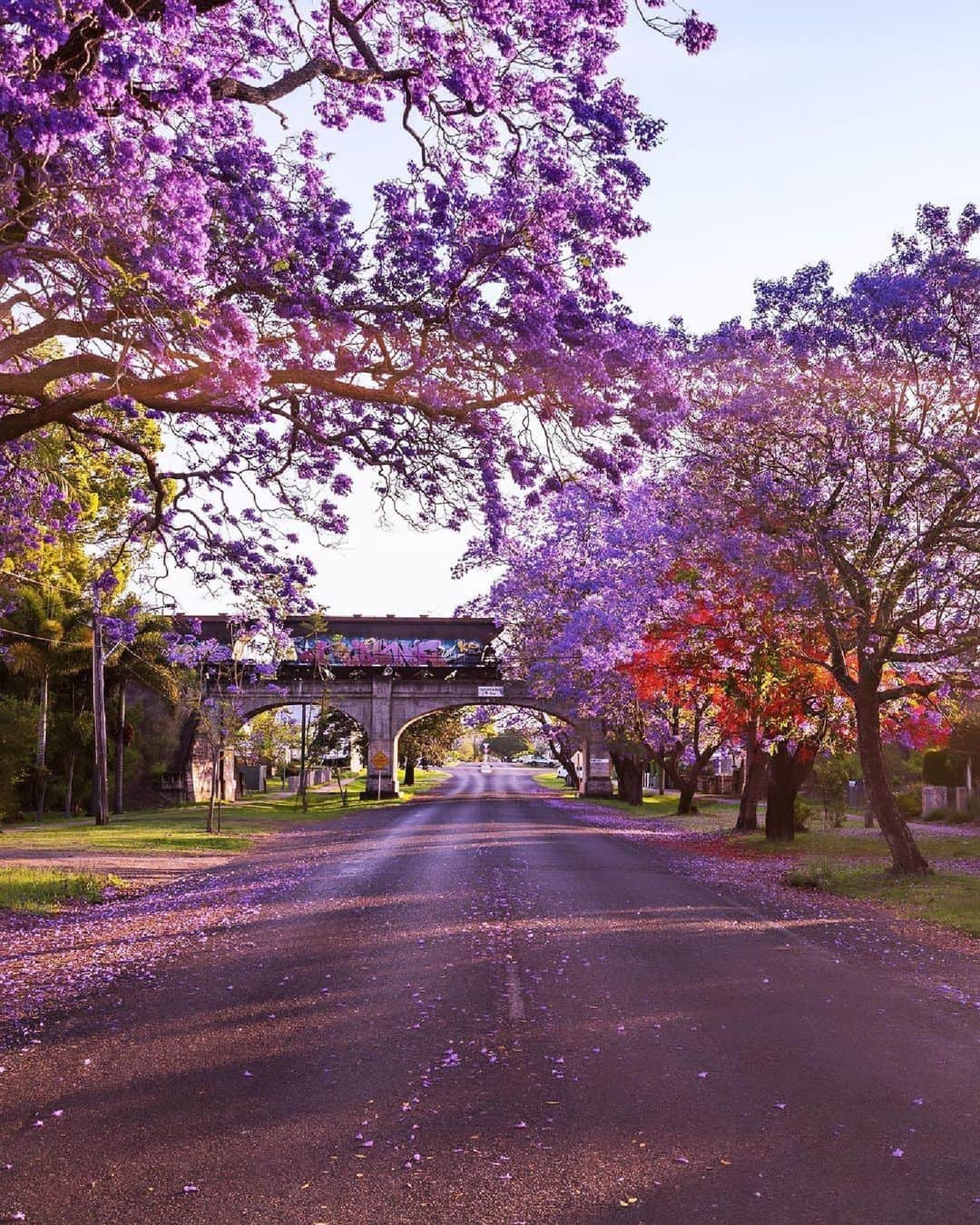 Australiaのインスタグラム：「Purple rain, purple rain 🎶 We never tire of the colours of #Jacaranda season 💜. These towering trees deliver a splash of lilac to #Australia every spring, with places like #Grafton becoming a hot spot for capturing colourful snaps (such as this one by @sharyn.coffee). If you fancy a road trip to make the most of sights like this, Warrane (@sydney) to @myclarencevalley is one of the best! Wander the lush @royalbotanicgardenssydney and @therocks for a dose of colour, before jumping in the car for a 7-hour #roadtrip along the @visitnsw North Coast. Check out our link in bio for more flower-filled itineraries 🌼👆  (📸: @sharyn.coffee)  #SeeAustralia #ComeAndSayGday #FeelNSW #MyClarenceValley  ID: A wide road lined on both sides by purple jacaranda trees, with the sun streaming through and a rain crossing a bridge up ahead.」