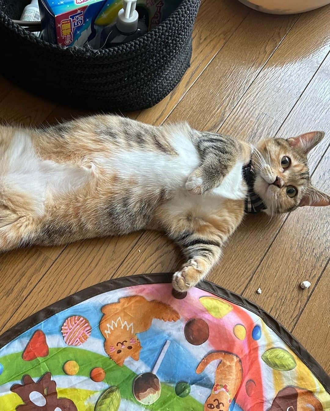 dj..琴さんのインスタグラム写真 - (dj..琴Instagram)「パパの猫、 飼って間もない間に FIP致死率100%って言われてる病気になった  琴はこの時パパに対して 飼って間もない猫で 致死率100%そして 莫大な医療費がかかる。  そんな我が家に来て間もない猫だったからこそ ブリーダーに問題があると思ったし  パパが悪くないって思った そして、きっと治ったとしても 他の子よりは長生きはしないだろうし 安楽死させてあげてって言ってしまった  だけどパパは安楽死の選択 させなくて治療をした。今もしてると思う。  家族、彼氏、彼女 そんな人とより動物と過ごす時間って長い だから心の傷が深くなる前に琴はパパが悲しむと思ったから。  もし仮にそこでパパが安楽死を選んだとしても間違ってない  ただもし、琴がパパの立場になった時 どんだけお金がなくても 琴も同じ選択をするのかもしれないなって思った  それが動物を飼うという責任。  そしてそれが運命。  パパは琴に治る！って 絶対パパが治すって。  金の玉クラブで働いてるから名前は 金ちゃんは金ちゃんなんだけど。。。😅😂  だから人間だけではなくて国がもっと動物に対しての治療費だったり免除をして欲しいなってりさちゃんとほんとその通りだなって思った。  琴は小さい頃から動物特に犬が大好きだったんだけど 死ぬ間際まで見届ける事はしたことない。 どうしても可哀想で見れなくて。。  初めて小さい頃誕生日プレゼントに琴はどうしても犬が欲しくてパパにマルチーズを買って貰った。すごい凶暴ですぐ人に噛みつくし友達が遊びに来ても襲いかかるか、すぐ玄関から逃走するけんすぐ家のドア閉めないとだったし。。散歩もリードもすごい力で引っ張るからもし離してしまって逃げたら道路で車にひかれてしまうし人にリード持たせてあげるの怖くて逃げるから絶対に離さないでよ！って言ってたむくっていうマルチーズも16年間生きたけど琴が見た最後の時まで凶暴ではあったけど歩くのも必死だった。死ぬ間際はもう見れなくて帰らなかった。今でも、動物のまつわる映画、昔の童話だったり見れない。動物は一切喋ることができないから。けど言葉じゃなくても動物は伝わる。だから悲しくて見れない。それが、ハッピーエンドだろうがなんだろーが、その結果なんて関係なくそこの過程の地点で見れない。  これまで飼ったわんちゃん達は当時琴にはママがいたからママに面倒見てもらった。そして一匹多頭飼いしてしまった時のわんちゃんは可愛がってくれてる人にあげた。今でもたまに連絡がきて写真を送ってくれる。それ以降、動物は飼ってなかった。犬の幸せってさ、散歩とご飯しかないんだから！！当時仕事が大変だった琴には毎日一日一回は必ず散歩に連れて行くことがすごく大変だった。行けない時もあった。だからママは必ず散歩にはつれて行ってくれるから。ただちょっとその前にいたわんちゃんがいたんだけど死んでしまったって聞いてて。。パパからきいたはなしだから本当の事なんだと思うけどないな。って思う事があるんだけどそれはここには書けない。  雨に関してはたまたま、、熊本に来て、近くのショッピングセンターに1人だけ大きなゲージに居た猫がいて、売れ残ってたんだろーけど。。  それが雨なんだけどさ！！初めてこの子可愛い！！絶対に欲しい！って思って値段も安かった。色々あってお金もないけどどうしてもほしかったからかった。我が家の猫、雨ちゃん  ただ、前回の投稿にも書いたことの話の続きにもなるんだけど東京に行った時保護猫、保護されてるわんちゃんたちいてさ、ボランティアなのか正直、今、そーゆ活動で金稼ぎする人たちいるからそこらへんのことわからないけどとりあえず琴はパパは、二匹目欲しい！って言ってたからさ、パンフレットもらったわけよ。そしたら、琴に対して言われたことがあんたが保護猫なり金のかからん猫買えばよかったったい。って言われたこと。その言葉。言っていいことと悪いことあるだろ。  琴は雨に関しては絶対この先なにがあろうと琴が先に死なことがない限り最後まで責任持って死ぬ最後の時まで見届ける 犬と違って猫は本当に手がかからない。雨が余計にそんな猫なのかもしれんけど、、今まで犬しか飼った琴にとってただそう思うのかもしれないけど。。手がかかるほど可愛いともいう確かにそうかもしれないけど手がかからないからこそ余計に琴は可愛いと思って仕方ない。一生最後の死ぬ時、最後の最後までちゃんと見届ける。  動物を虐待する人間は死んでほしい。むしろ動物虐待が法に罰されるのか知らないけど死刑！ しつけの一環で叱ったり怒ったりする。それは愛情。 怒鳴ったり叩いたりするのはその子のため。ただ、その行為に対して、愛情でもなくその子のためって履き違えてする異常な人間世の中たくさんいる。度を越せば殺してしまう。  子供を親が虐待して殺してしまうニュースを目にするたびまじ、保護する側の方もなにかと一度でもそんなことがあれば保護してあげるべきで親も保護施設に引き渡せよ。って思う  死んでからじゃおせーんだよってね。。」11月27日 4時07分 - koto5555