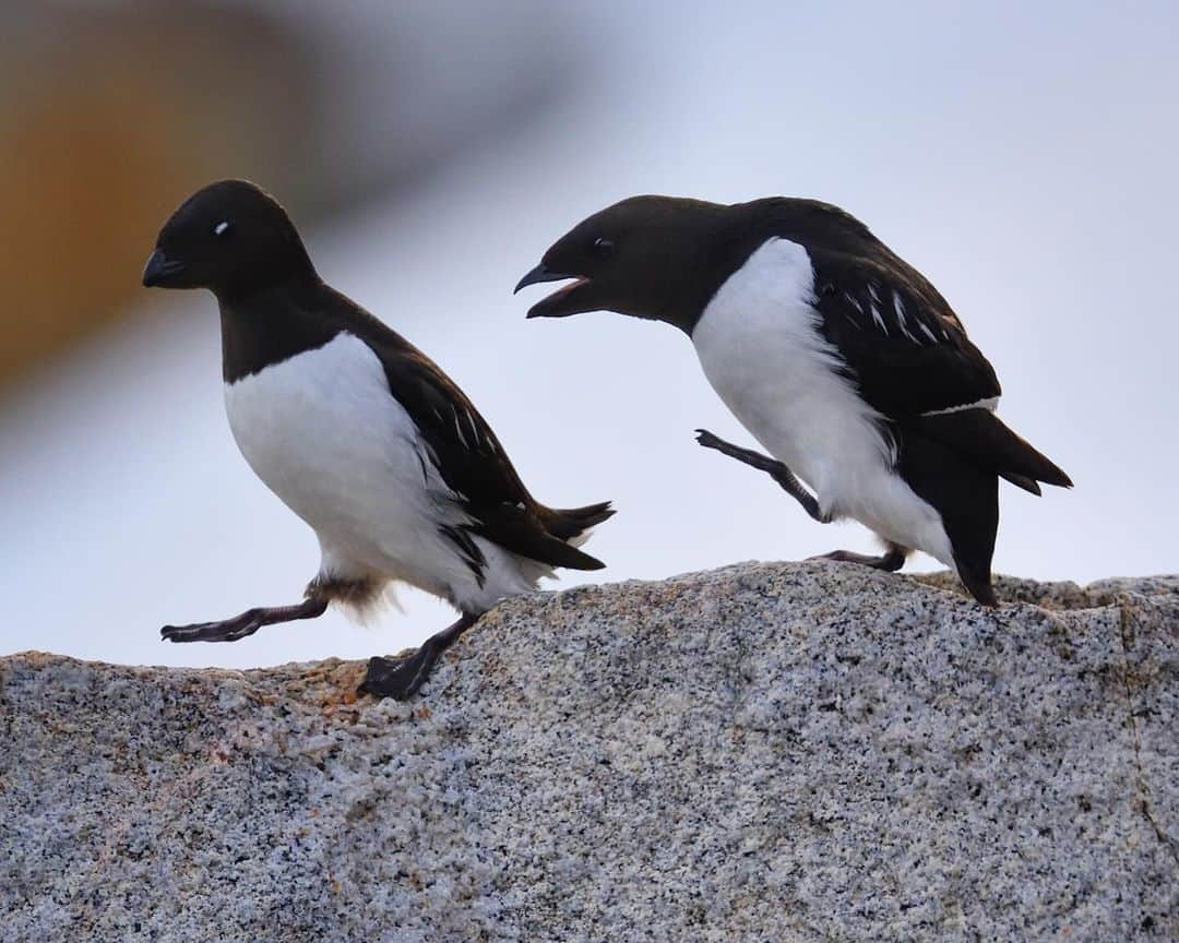 Keith Ladzinskiさんのインスタグラム写真 - (Keith LadzinskiInstagram)「A flock of Little Auk flying back to their nests along the ragged cliffs in the Svalbard Archipelago. - - #LittleAuk #Svalbard #ArcticBirds」11月27日 4時26分 - ladzinski