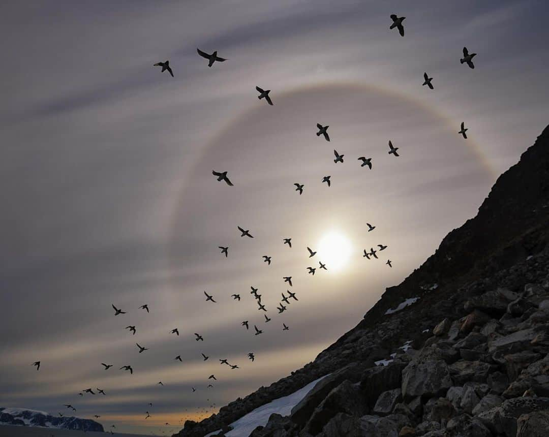 Keith Ladzinskiさんのインスタグラム写真 - (Keith LadzinskiInstagram)「A flock of Little Auk flying back to their nests along the ragged cliffs in the Svalbard Archipelago. - - #LittleAuk #Svalbard #ArcticBirds」11月27日 4時26分 - ladzinski