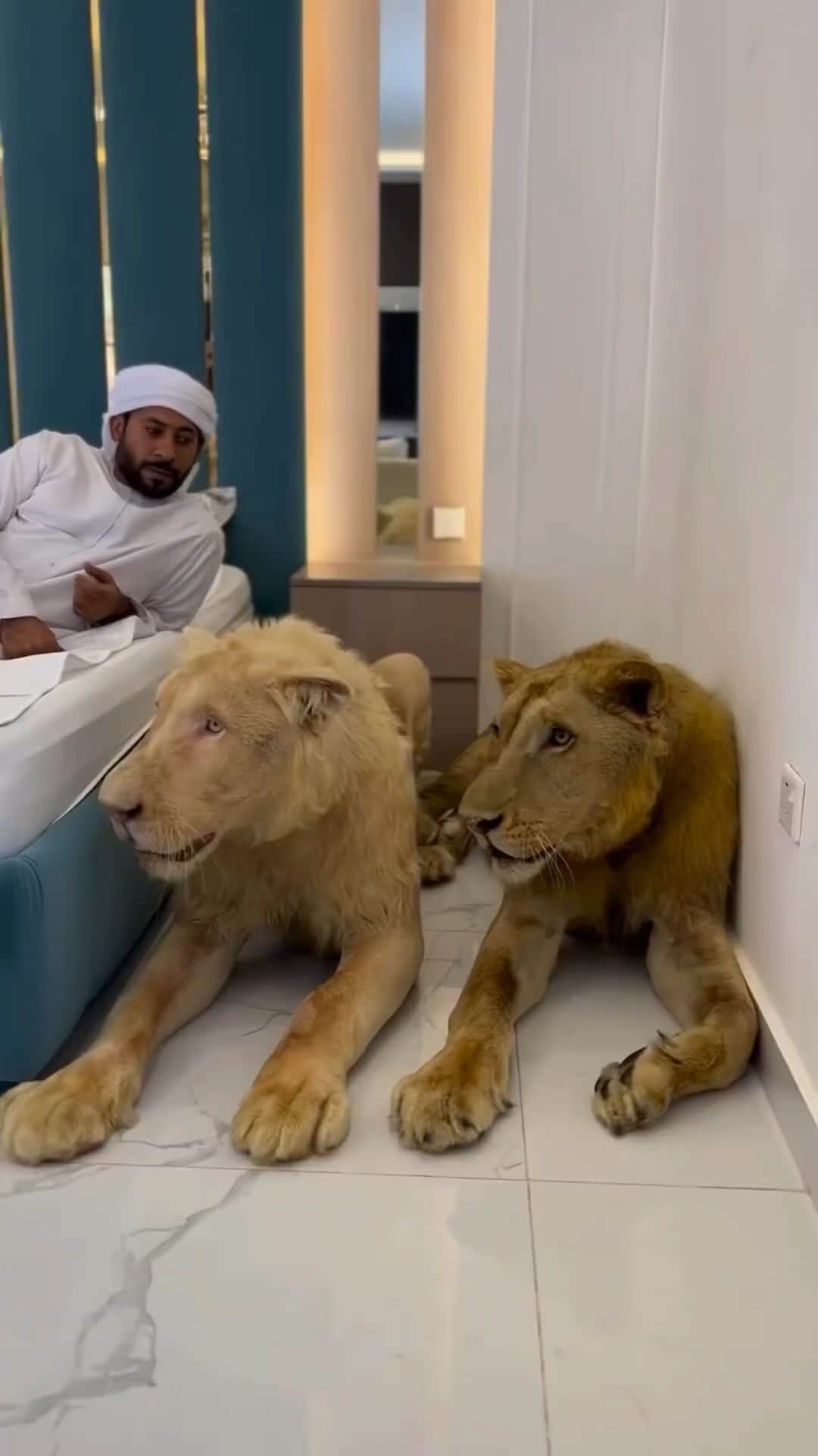 The Luxury Lifestyle Magazineのインスタグラム：「What name would you give them? 🦁  Video: @humaidalbuqaish」