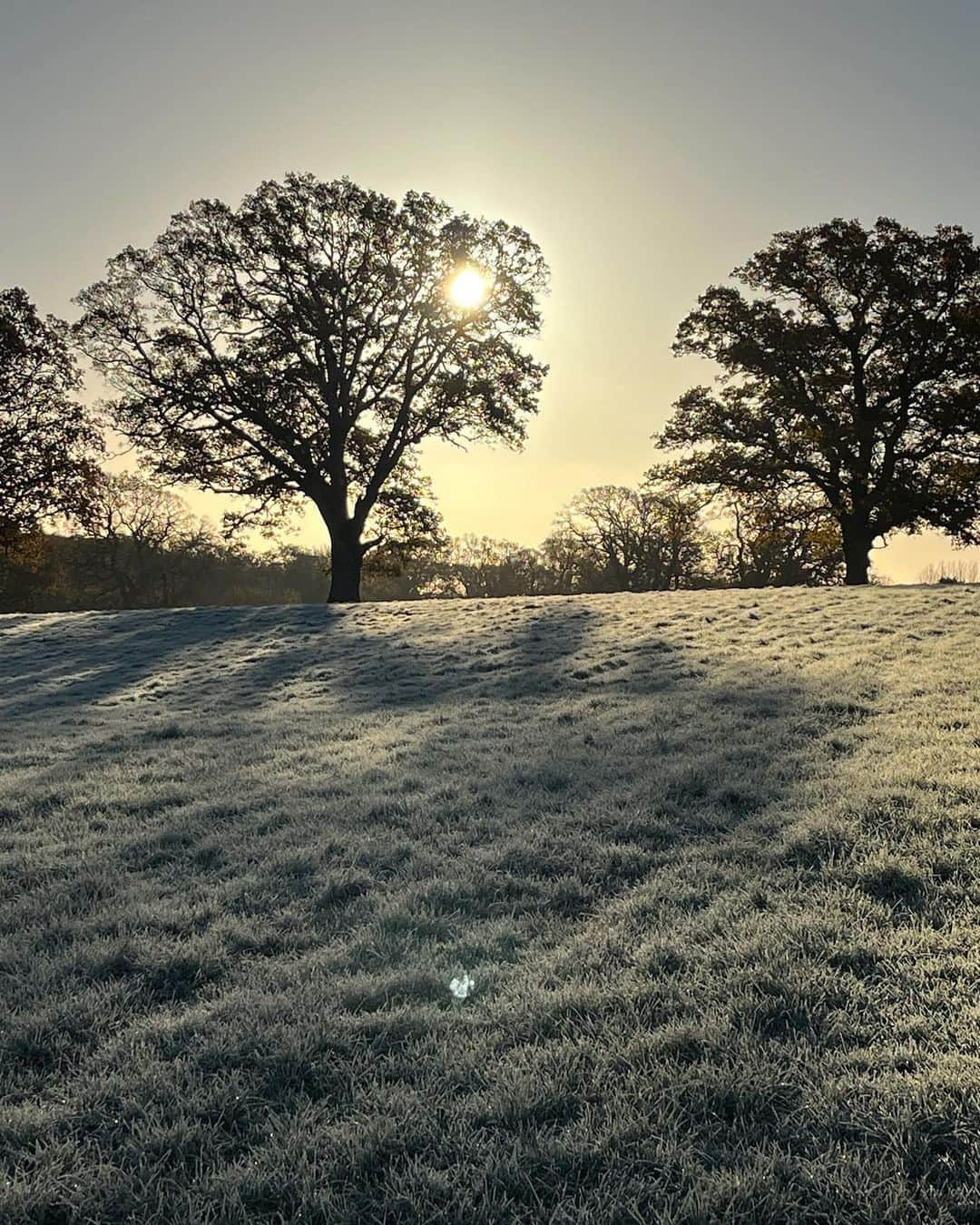 アマンダ ウェイクリーさんのインスタグラム写真 - (アマンダ ウェイクリーInstagram)「The magic of Nature and the First Frost…sooo energising… I love walking barefoot on the grass first thing in the morning whenever possible (not for long this weekend I have to admit)… LUNAtic living up to her name…   #Amandawakeley #grounding #earthing #energising #magicofnature #happysunday #nature #frostymorning #sunshine」11月27日 4時51分 - amandawakeley