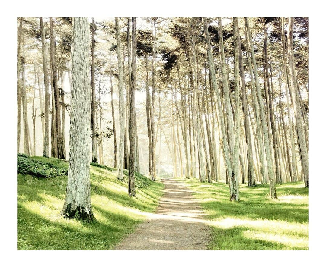 Cory Staudacherのインスタグラム：「Presidio, San Francisco」