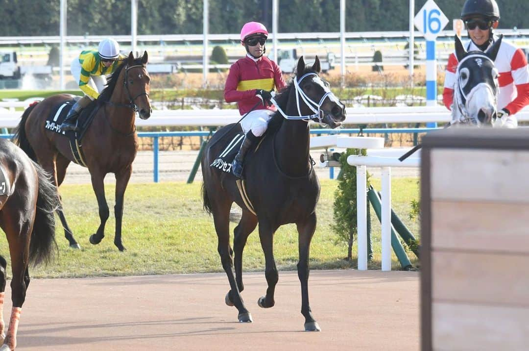 netkeibaのインスタグラム：「ㅤㅤㅤㅤㅤㅤㅤㅤㅤㅤㅤㅤ ㅤㅤㅤㅤㅤㅤㅤㅤㅤㅤㅤㅤ ✩ 先週達成された記録🏅🏆  11/25 京都9R #寺島良 調教師 →JRA通算200勝達成  11/26 京都5R #清水久詞 調教師 →JRA通算400勝達成 ㅤㅤㅤㅤㅤㅤㅤㅤㅤㅤㅤㅤㅤㅤ おめでとうございます🎊㊗ ㅤㅤㅤㅤㅤㅤㅤㅤㅤㅤㅤㅤㅤㅤㅤ #instahorse #horsetagram #thoroughbred #horseracing #horse #horseofinstagram #keiba #競馬 #instagood #horseman #騎手 #jockey #ゴールドプリンセス #マイネルエンペラー ㅤㅤㅤㅤㅤㅤㅤㅤㅤㅤㅤㅤㅤㅤ (C)netkeiba.com」