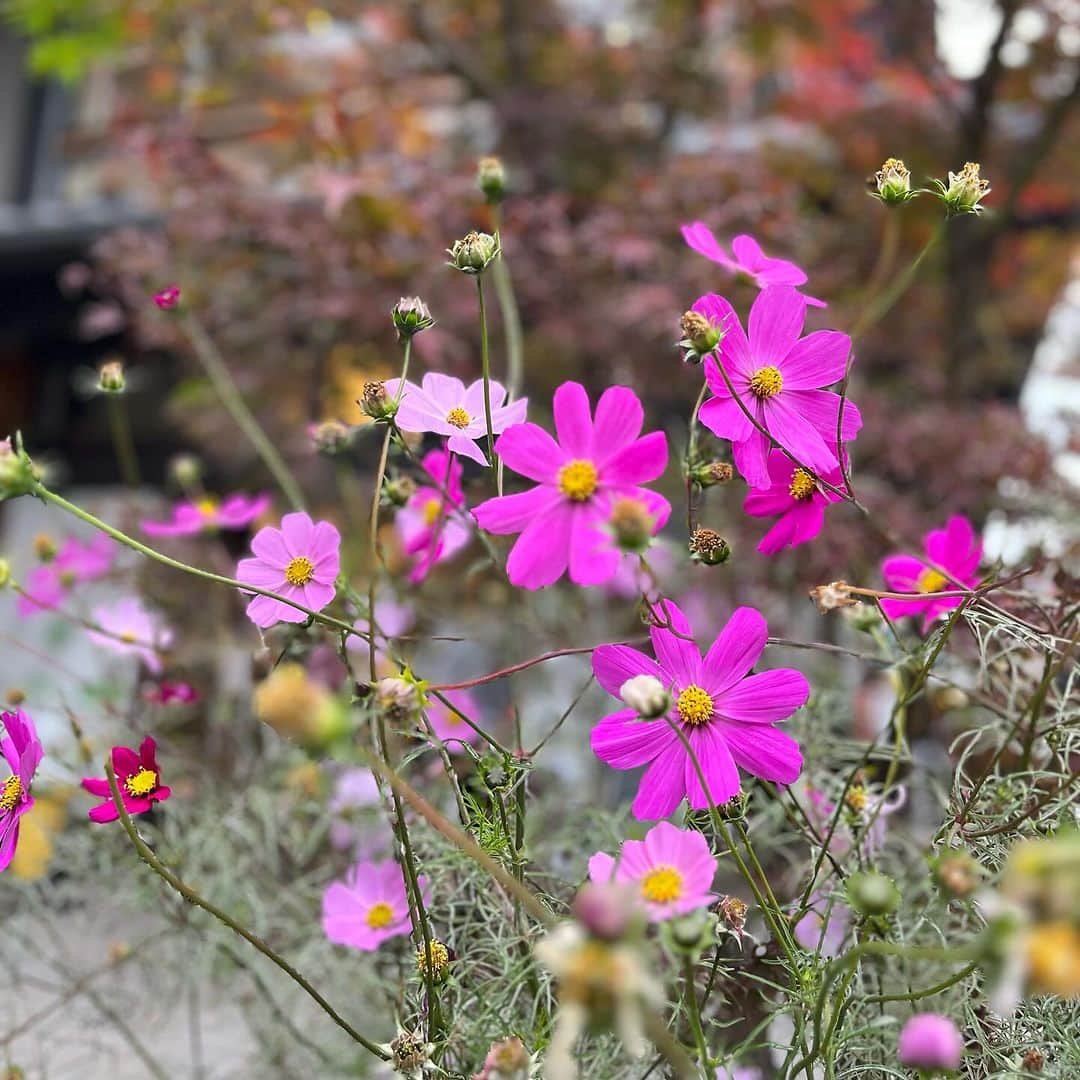 馬場典子さんのインスタグラム写真 - (馬場典子Instagram)「まだ、美しく咲いていました  #馬場典子 #ばばちゃんネル」11月27日 15時26分 - baba_channel