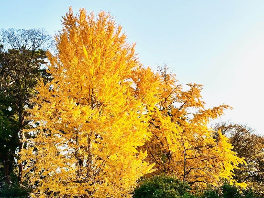 中嶋ユキノさんのインスタグラム写真 - (中嶋ユキノInstagram)「・ 🍁🍁🍁🍁紅葉🍁🍁🍁🍁  ほんとにこの季節にぴったりの曲になったなぁー😌  中嶋ユキノ 「#いつかキミと海辺の町で」 https://youtu.be/cxPVdGkNDHQ?si=ezSWJ5-ndSOLiQKC  #中嶋ユキノ  #シンガーソングライター #nakajimayukino #singersongwriter #作詞作曲 #おすすめ #おすすめ曲 #songwriter #songwriting  #singer #singing #singerlife  #japan #作詞 #作曲  #applemusic #linemusic #spotify #youtube #ove #music」11月27日 15時29分 - nakajima_yukino