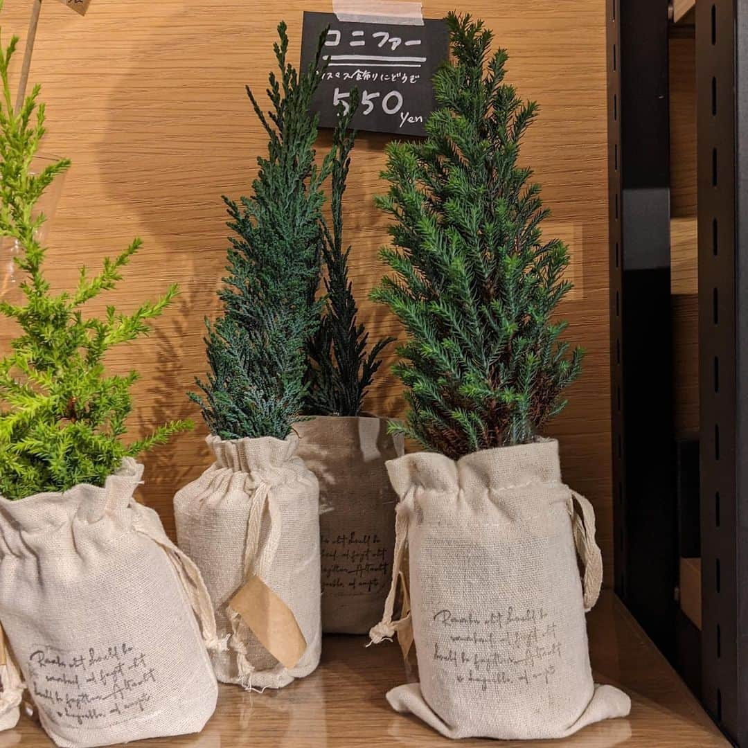 柏の葉 T-SITEさんのインスタグラム写真 - (柏の葉 T-SITEInstagram)「【PICK UP】 『今週のdecora便🌿 #136』 ⁡ 〈ジャンル〉1F 暮らし こんにちは。 フラワーショップ デコラ @decoradecora さんから 届いたお花をご紹介するこちらのコーナー✨ ⁡ 大輪でフリル、淡いトーンのパンジー。1つの株で色が変化していき冬のお庭を明るくしてくれます。今週も #フレンチマリーゴールド ・ストロベリーブロンド #カルーナ #赤葉千日紅 などが追加で届いています。  クリスマスのお花たちも徐々に増えてきました🎄 テーブルサイズの #チェッカーベリー と #コニファー を並べて飾ってみてはいかがでしょうか！モミのスワッグはシックで大人の雰囲気です♪生のモミをつかっているので、とてもいい香りです。ホワイト系のドライスワッグやリースもございます✨ ⁡ #柏の葉tsite #tsite #柏の葉蔦屋書店 #蔦屋書店 #柏の葉 #今週のdecora便🌿 #おうちガーデン #decora #お花のある暮らし #フラワーショップ #フラワーギフト #インドアグリーン #フラワーベース #インドアグリーン #観葉植物 #ラブリーシュシュ #ストロベリーブロンド #センティヴィア・ブルー #コットンフラワー」11月27日 15時30分 - kashiwanohatsite