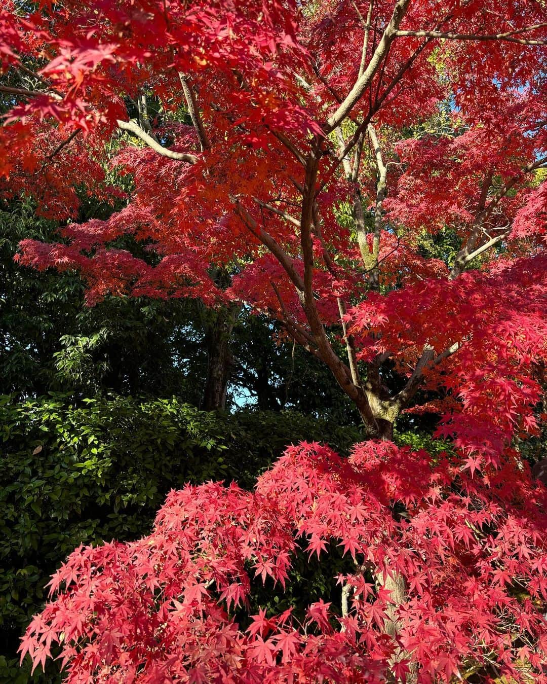 あだちまみさんのインスタグラム写真 - (あだちまみInstagram)「. 紅葉🍁 11/26にいって8割ぐらい染まってたかな🍁🩷 いい見頃だと思う〜✨☺️  #本日のコーデ#outfit #ポートレート#撮影 #撮影モデル#関西被写体#インフルエンサー #ビジネス#副業#事業#女性企業#美容 #ビジョビ#ビジョスタ#女性経営者 #紅葉#関西紅葉#好古園」11月27日 15時34分 - mamio0524