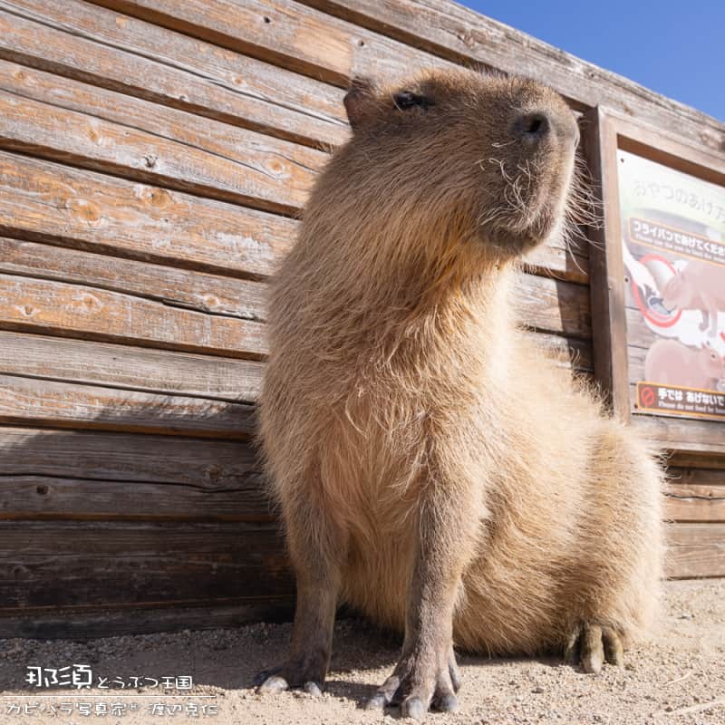 渡辺克仁さんのインスタグラム写真 - (渡辺克仁Instagram)「おはようございます。  #カピバラ #水豚 #capybara #おはよう」11月27日 7時00分 - katsuhito.watanabe