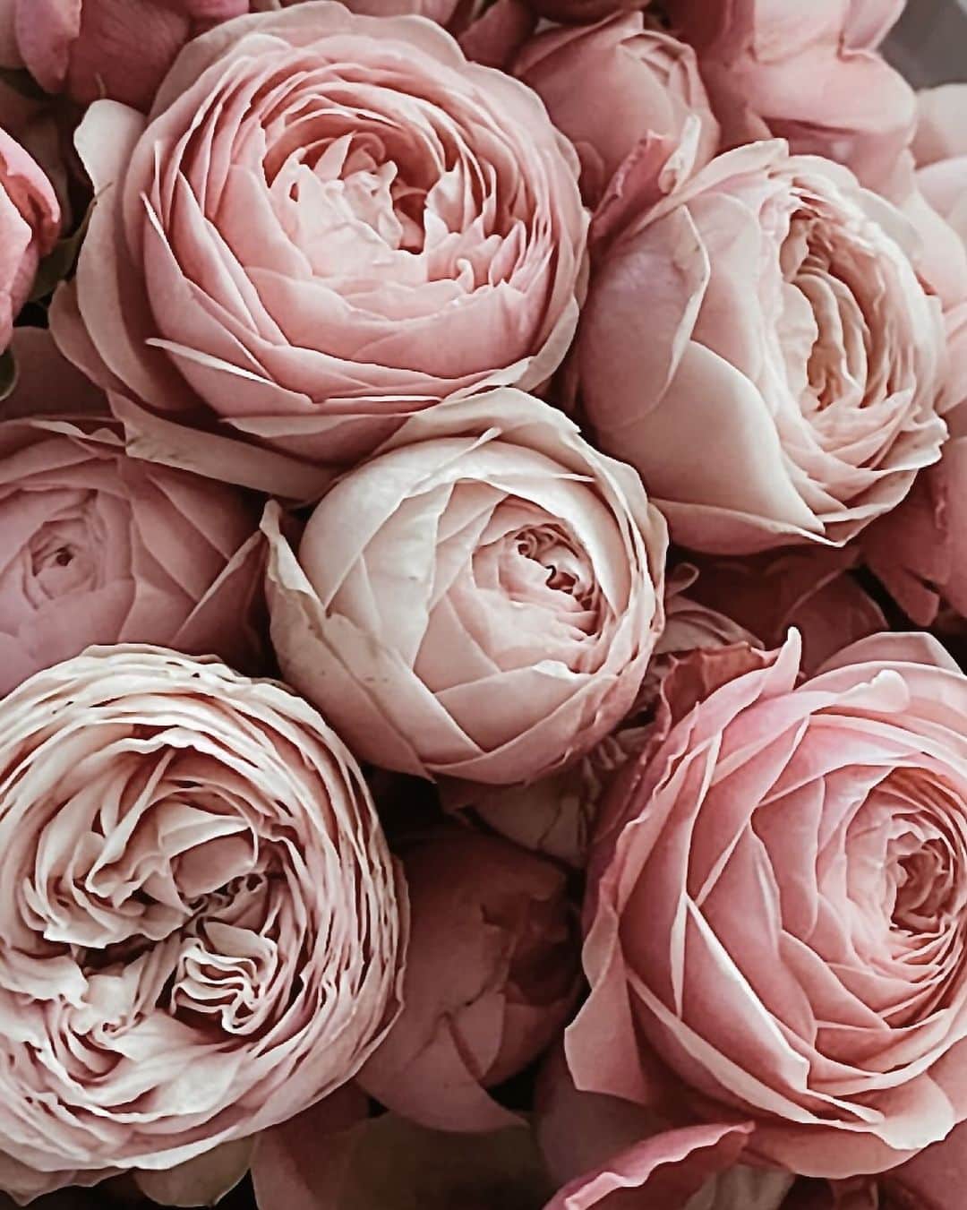 Yukicoさんのインスタグラム写真 - (YukicoInstagram)「🍃🌸🍃🌸🍃  ————————————————————— 見てくださる方にプラスになる投稿をしていきます 是非いいね♡フォロー♡ よろしくお願いいたします𓅟 私の写真の編集については フォトレッスンでレクチャーをしています —————————————————————  #flowers#flowerpower#flowerphotography#flowerporn#flowerslovers#flowerstagram#bouquet#bouquets#btsarmy#jiminpen#btsjimin #ジミンペン🐥」11月27日 7時27分 - yukicolifecom