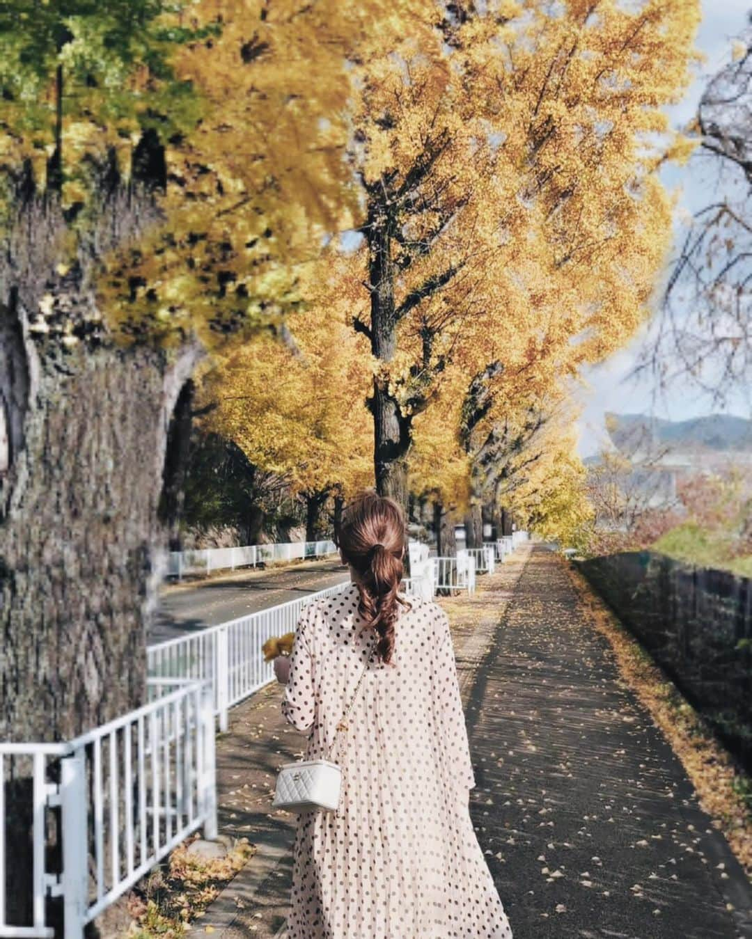 Yukicoさんのインスタグラム写真 - (YukicoInstagram)「‥  @yukicolifecom 🍂  天理市の「市の木」であるイチョウ🍂  およそ700メートルの通りが黄金色に✨✨ 車でくぐり抜ける イチョウ並木のトンネルが最高でした😮‍💨🍂  ⚠️靴底はフラットなデザインがおすすめです 銀杏事情によりケアが大変ですw💭 （靴裏洗いましたw）  @yukicolifecom  ——————————————————— 天理市イチョウ並木の紅葉 期間	:2023/10/21~11/30 時間	: 24時間  #yellowmood  #autmncolors  #奈良観光  #天理いちょう並木  #天理イチョウ並木  #銀杏並木  #絶景 #日本絶景」11月27日 7時28分 - yukicolifecom