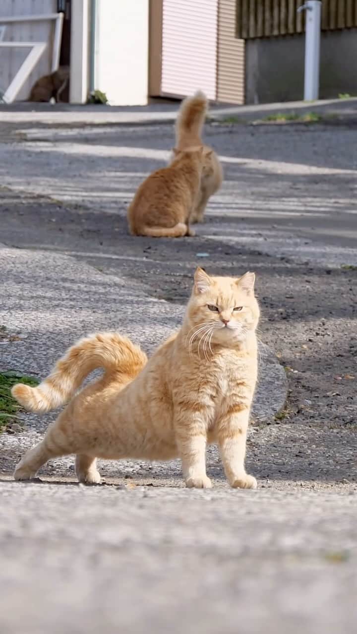 のインスタグラム：「おはよ〜〜っ✨ Good morning☀️  ・ ＼カレンダーの購入をご予定の方はお早めに／😸🐾  ★2024年版カレンダーラインナップ★ 今年は6種類😽  ◎卓上 B6 週めくりタイプ 【さちカレンダー2024】  ・愛らしい島猫"さち"の姿をおさめています🗓️ ・枚数28枚(両面仕様 計56面) ・初めての"週めくり"カレンダー✨ ●minne、メルカリShops内"simabossneko's shop"にて  ※大分・深島公式サイト、Cafeむぎ でも数量限定で販売中🐾  ・〜・〜・〜・〜・〜・〜・〜  ◎卓上 B6 週めくりタイプ 【ほっこり島猫週めくりカレンダー2024】  ・53週、ふくふく仲良し。選りすぐりの島猫たちがいっぱい🙌 ・枚数28枚(両面仕様 計56面)の週めくりカレンダー ・六曜、祝日付き ●minne、メルカリShops内"simabossneko's shop"にて  ※熊本・湯島売店、ねころびカフェにて販売のカレンダーは完売いたしました。ご購入いただきました皆様ありがとうございました。  ・〜・〜・〜・〜・〜・〜・〜  ◎壁掛け 月めくりタイプ 【なかよしすぎる島猫カレンダー2024】  ・MdNコーポレーション製作 ・六曜、二十四節気、雑節、朔望（月相）、イベント、前後月掲載 ・自由に書き込めるフリースペースを用意 ・サイズ：縦30×横40cm（展開時60×40cm） ●Amazon japan、楽天ブックス等にて  ・〜・〜・〜・〜・〜・〜・〜  ◎卓上 日めくりタイプ 【ほっこりゆったり毎日島猫日めくりカレンダー2024】  ・翔泳社製作 ・毎日違う島猫の写真が楽しめる366日の日めくりタイプ ・お散歩、昼寝、仲良し、じゃれ合いなどなど、様々なシーンを掲載！ ・縦100×横140mm、天糊綴じ、370P、スタンド付き ●Amazon japan、楽天ブックス等にて  ・〜・〜・〜・〜・〜・〜・〜  ◎卓上月めくり、壁掛け月めくりの2タイプ 【日なたぼっこ猫だよりカレンダー2024】  ・アクティブコーポレーション製作 ・毎年好評のシリーズ。のんびりだらだらな猫たちが、癒しと、人生をちょっとよく生きるメッセージを送ります。 （カレンダー内には 7枚、simabossnekoの写真が採用されています） ●ハンズ、アクティブコーポレーション公式ショップ等にて  毎日島猫日めくりカレンダーと日なたぼっこ猫だよりは、 さちカレンダーや島猫週めくりカレンダーとのセットを、simabossneko's shopにて販売中です✨  ★minne、メルカリShopsへは @simabossneko または @p_nyanco22 のプロフィールリンクからご覧いただけます。 ・  Available now❗️ "Island Cats Weekly Calendar 2024" and "Sachi Weekly Calendar2024"  ●Island Cats Weekly Calendar 2024 53weeks, A lot of selected island cats photos❣️  ●Sachi Weekly Calendar 2024 It is a calendar that shows the lovely island cat "Sachi"💓  These are desktop, B6 size. 28 sheets (56 sides in total with double-sided specifications) Weekly calendar.   We also sell a great set with “Hinatabokko Nekodayori Calendar” and “366days Island cats Day to Day Calendar” 🐾  The 2024 calendars are sold at minne "simabossneko's shop"  ●Shop URL https://minne.com/＠simabossneko  🇺🇸🇰🇷🇹🇼🇭🇰🇫🇷🇩🇪🇮🇹etc. It is possible to purchase and ship the works from overseas.  ※ Shipping fee will be charged separately.  You can reach the shop from the profile link of @simabossneko or @p_nyanco22   And, Story highlights also have a link to the shop. Please take a look there too.  #しまねこ #島猫 #ねこ #猫写真 #cats_of_world #catloversclub #pleasantcats #catstagram #meowed #ig_japan #lumixg9」