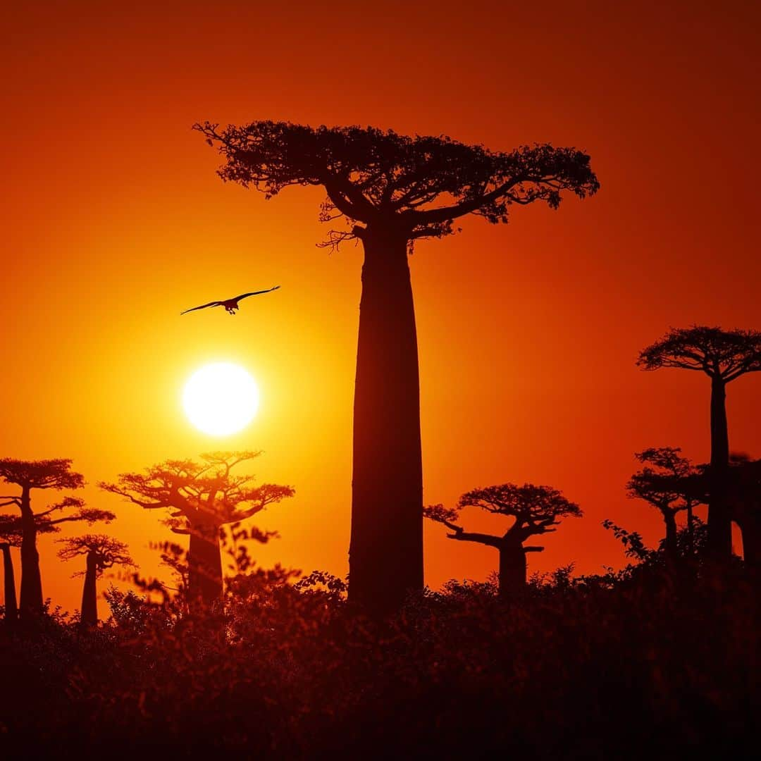 ナショナルジオグラフィックのインスタグラム：「Photo by @Justin.Jin | Baobabs can live for thousands of years. But they're critically threatened by climate change, habitat encroachment, and the loss of animal species that spread the trees' seeds. Several species of the baobab can only be found in Madagascar. I was there to shoot a story about conservation in the country, one of Earth’s most biodiverse regions, when I passed these majestic giants amid a setting sun. True to their reputation, they have impressively unusual branches, called “roots raised in the sky.” Just before the sun approached the horizon, I dived into a bush and shot this image. Follow @justin.jin for more stories and images from around the world.」