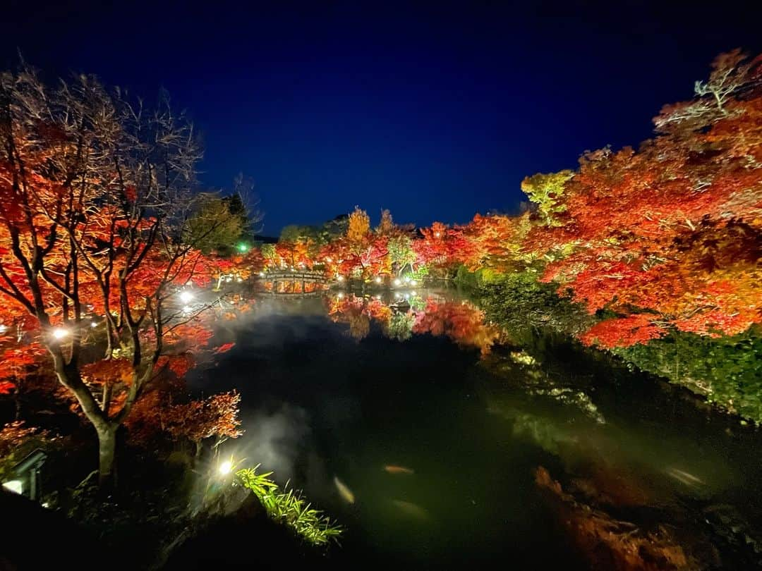 佐藤佳奈のインスタグラム：「ちなみに夜のライトアップも絶景🥺  #紅葉 #紅葉狩り  #紅葉スポット  #永観堂  #永観堂禅林寺  #永観堂ライトアップ」