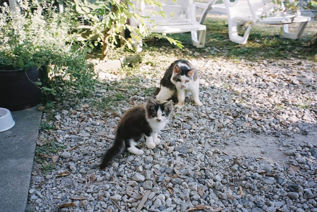 小川紗良さんのインスタグラム写真 - (小川紗良Instagram)「Good morning🐈  #film #filmphotography #cat #baby #猫 #子猫 #地域猫 #阿久根」11月27日 8時29分 - iam_ogawasara