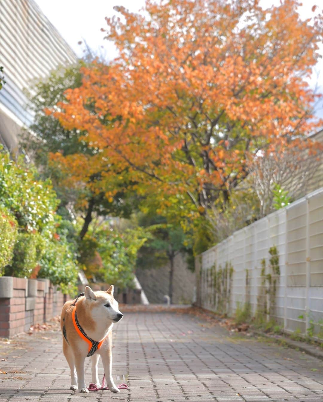meekooのインスタグラム：「街路樹も色づいてきました🍂 2023.11.25 #歩き出す2秒前」