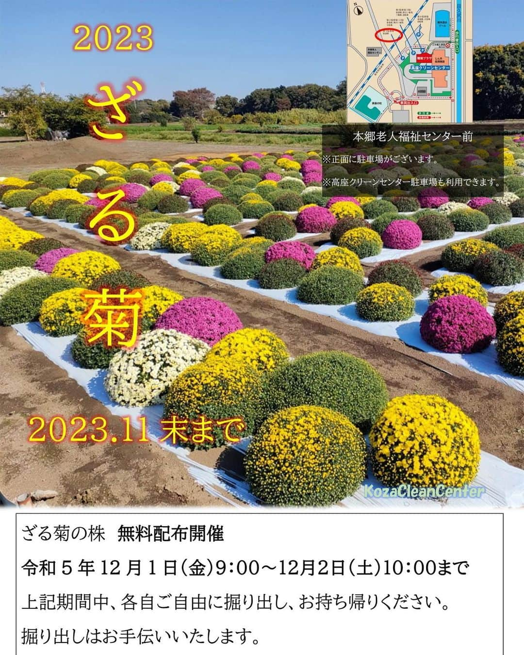 海老名市のインスタグラム：「ざる菊の株を無料配布✨   高座清掃施設組合がある地元の本郷新宿処理場対策協議会が、毎年素敵な「ざる菊」を植えています。  ざる菊の見頃が終わる12月に、無料配布を行います。   【無料配布期間】 令和５年12月１日（金）９時から 12月２日（土）10時まで   期間中は、各自ご自由に掘り出してお持ち帰りいただけます。  協議会の皆さんによる掘り出しのお手伝いもあります。 ぜひお越しください。   ※期間以外の掘り出しはご遠慮ください。   （住所）海老名市本郷（本郷老人福祉センター東側）  （アクセス）海老名駅東口より神奈中バス 長後駅西口行「用田橋」下車10分   #好きです海老名 #住みたい住み続けたいまち海老名 #海老名 #神奈川 #ebina #ざる菊 #無料配布 #花 #菊」