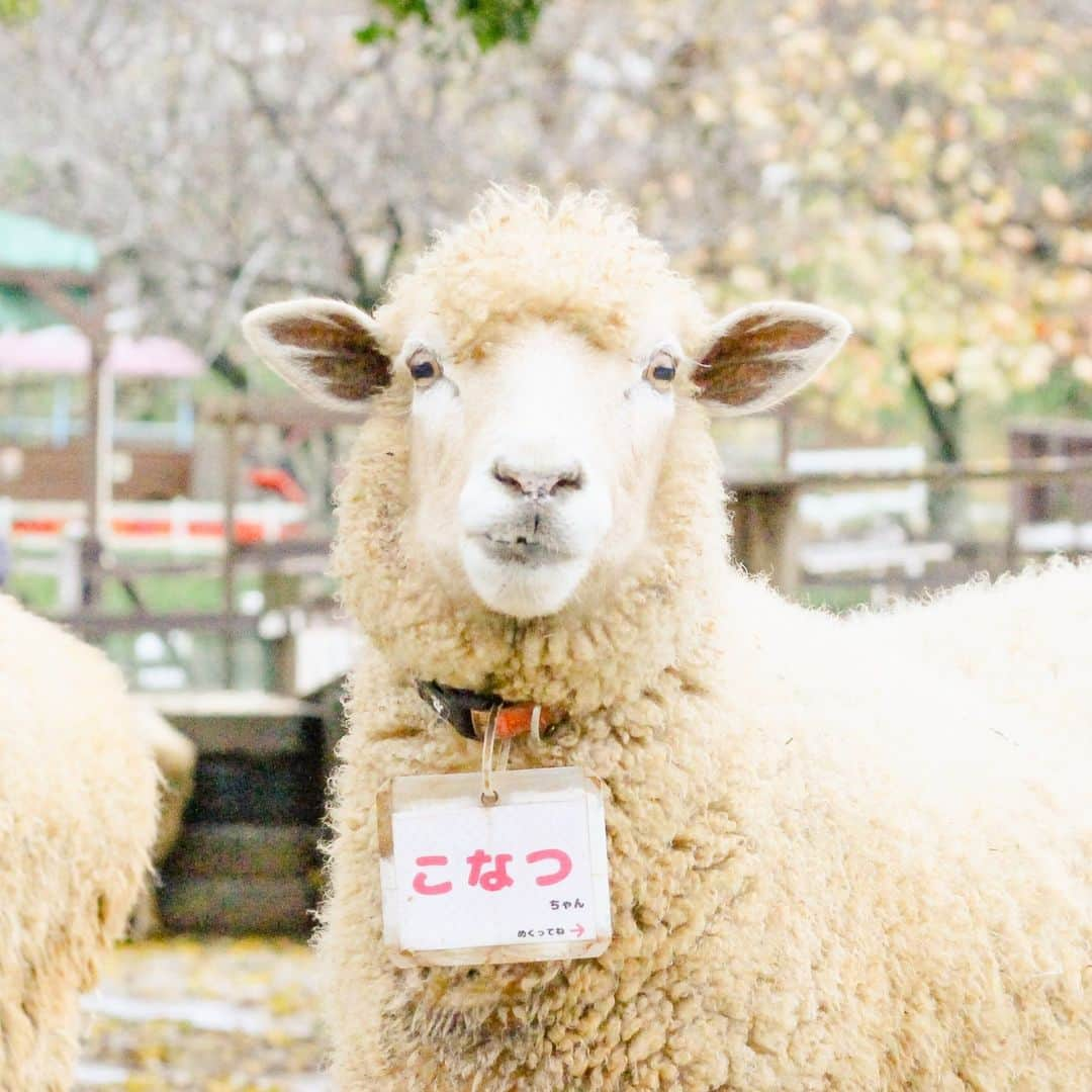 成田ゆめ牧場さんのインスタグラム写真 - (成田ゆめ牧場Instagram)「＼冬に向けてモッコモコ／  冬に向けて☃️ひつじさんたちの 毛がふわふわモコモコに なってきて・・可愛さ倍増です・・！！  今の時期は、ふれんZOO広場に 落ち葉🍂がたくさん落ちてきて お掃除が大変なのですが 動物さんがおいしそうに食べてくれるので とても助かっています〜♪  #成田ゆめ牧場　#ゆめ牧場　#ヒツジ　#羊　#ひつじ　#sheep」11月27日 9時55分 - yumebokujo