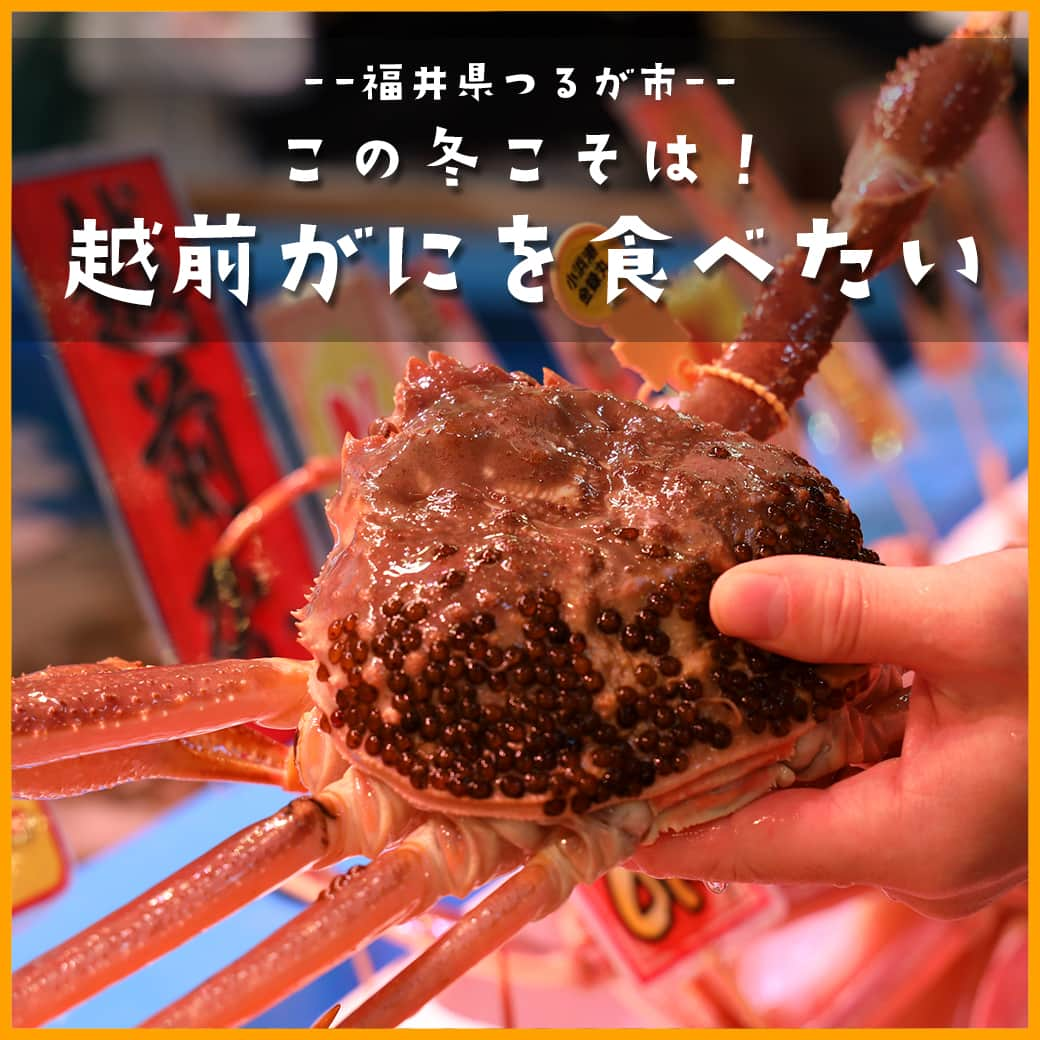 越前かに職人　甲羅組さんのインスタグラム写真 - (越前かに職人　甲羅組Instagram)「こんにちは🦀✨ 甲羅組です❗❗  日本海の冬の味覚「越前がに」✨  福井県敦賀市 #日本海さかな街 にてお召し上がり頂く事が可能です🙆  旬の越前がにを、かに刺し・茹でがに・焼きがになどお好きなお召し上がり方で お召し上がり頂けます🦀✨  調理に少しお時間を頂くので、お時間に余裕を持ってご来店頂けると嬉しいです🎵  🦀越前がにが食べられるお店🦀  ↓　↓　↓　↓  鮮宴丼ひろし・海坊主 @senendon_hiroshi ⁡⁡ ⁡⁡⁡––––––––——–––––––––––––––––––  📍アクセス　福井県敦賀市若葉町1-1531日本海さかな街 内 🗓定休日　　営業カレンダーにて 🕛営業時間　10:00〜18:00 📞電話番号　0770-24-7059(甲羅組 本店)  ––––––––——–––––––––––––––––––  #甲羅組 #越前がに #せいこ蟹 #日本海 #冬の味覚 #せいこがに #セコガニ #香箱がに #えちぜんがに #かに #蟹 #カニ #お取り寄せグルメ #期間限定 #楽天グルメ #snowcrab #fukui #福井グルメ #日本海さかな街 #越前蟹 #11月6日解禁 #福井県」11月27日 10時00分 - kouragumi