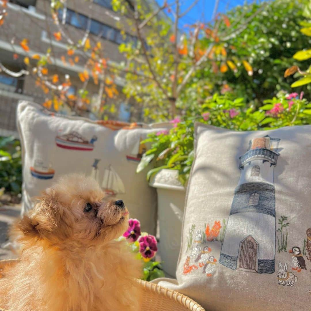 コーラル アンド タスクのインスタグラム：「全商品25%OFF! 🌊 We can't handle the cuteness of @narubonne 🐶 ❤️ This sweet pup is enjoying our coastal themed pillows... which are 25% off through tomorrow 11/27 at 11:59pm PST! 🐳 #coralandtuskpets」