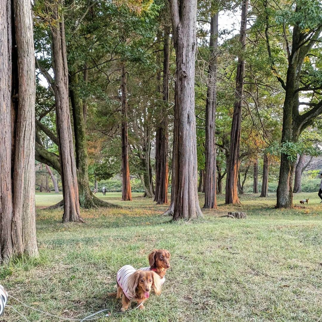 くるみんのインスタグラム：「* 11月5日 久しぶりの野川公園に行ってきました メタセコイア並木かな 広くて人やワン子さんもさほど多くない 好きな公園の1つです  #カニンヘンダックスフント #カニンヘンダックスフンドチョコタン #カニンヘンダックス多頭飼い #カニンヘンダックスの日常 #カニンヘン #カニンヘンダックス #カニンヘンチョコタン #カニンヘンダックスチョコタン #カニンヘンの会 #カニンヘンダックスフンド #チョコタンダックスフント #チョコタンダックスフンド #チョコタンダックス #チョコタン #ダックス多頭飼い #ダックスフントカニンヘン #ダックスフント #ダックスフンドカニンヘン #ダックスフンドチョコタン #ダックス部 #ダックスフンド #ダックス #ダックスの日常 #ダックス短足部 #野川公園 #いぬバカ部 #いぬすたぐらむ #短足部 #dachshund #dachs」