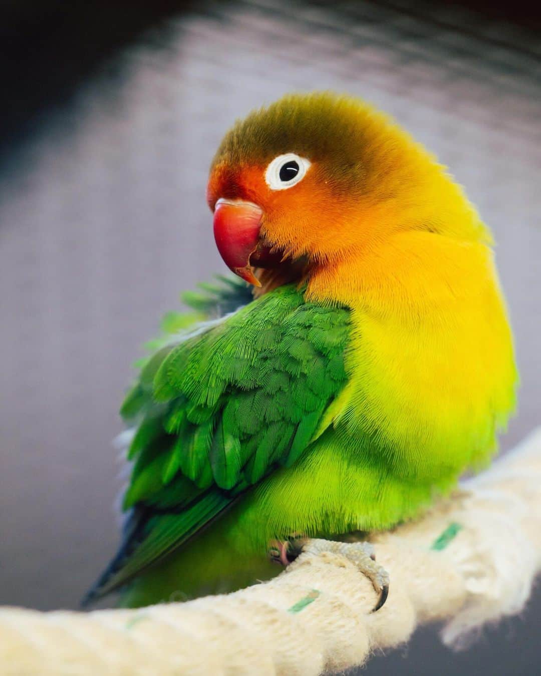 加賀翔（かが屋）さんのインスタグラム写真 - (加賀翔（かが屋）Instagram)「今日はとある撮影でカメラマンをしています。練習のために動物園に行くことがありますが本当にいいですね。鳥は自分でグラデーション作ってこんなに色が入っててすごい。」11月27日 10時16分 - kagaya_kaga
