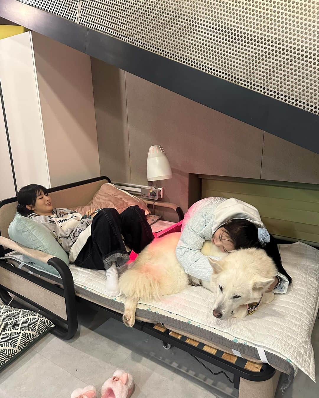 スルギさんのインスタグラム写真 - (スルギInstagram)「동물농장❤️ 오복이와 진돌이 바비 강산이 순이 룽지 짜장이 보고싶어!!!🥹🥹」11月27日 16時09分 - hi_sseulgi