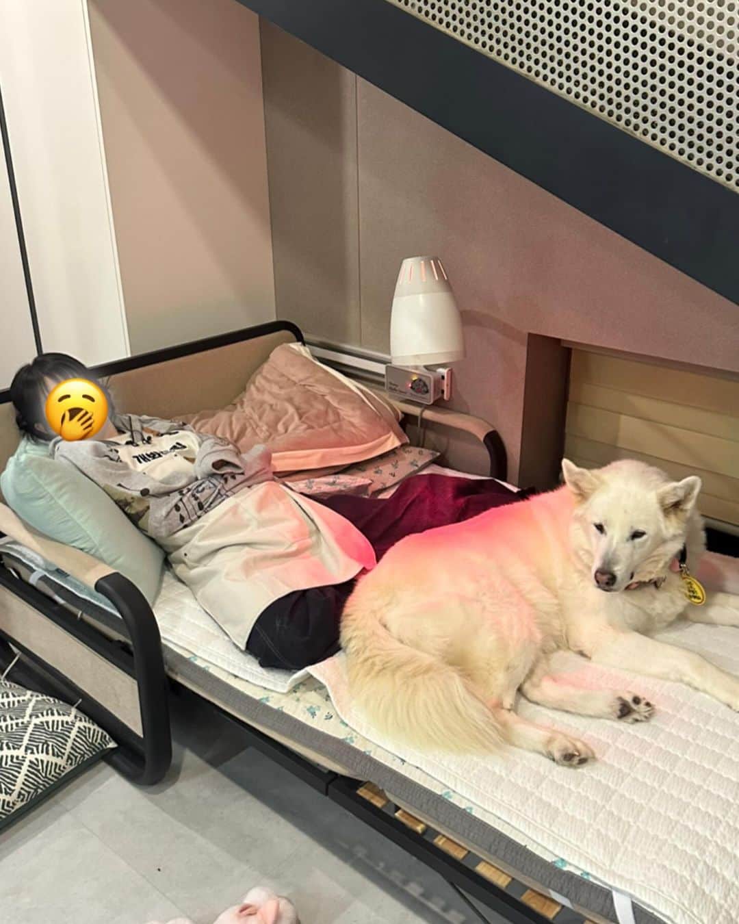 スルギさんのインスタグラム写真 - (スルギInstagram)「동물농장❤️ 오복이와 진돌이 바비 강산이 순이 룽지 짜장이 보고싶어!!!🥹🥹」11月27日 16時09分 - hi_sseulgi