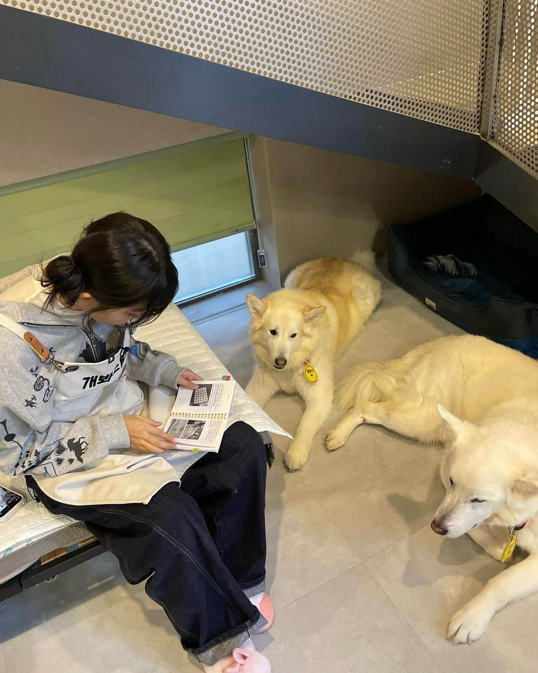 スルギさんのインスタグラム写真 - (スルギInstagram)「동물농장❤️ 오복이와 진돌이 바비 강산이 순이 룽지 짜장이 보고싶어!!!🥹🥹」11月27日 16時09分 - hi_sseulgi