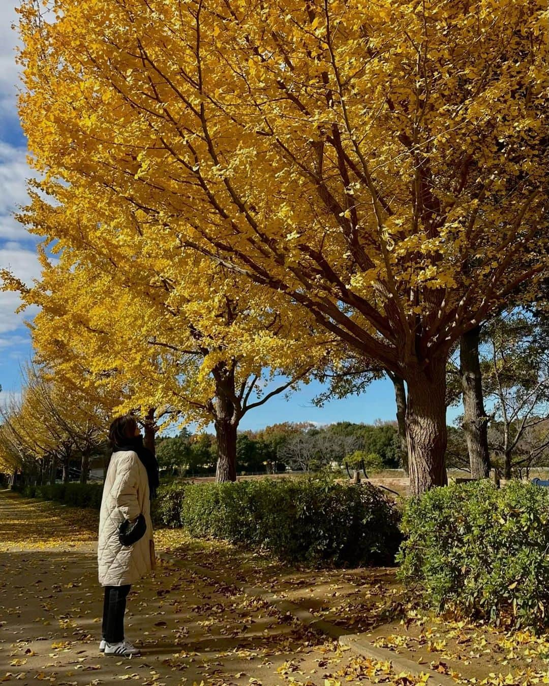 宮本沙恵さんのインスタグラム写真 - (宮本沙恵Instagram)「紅葉が綺麗だった週末🍁 茨城の穴場スポットです…♡ キャンプやBBQも出来るよ〜！！⭐️ #ibaraki」11月27日 10時51分 - saebi