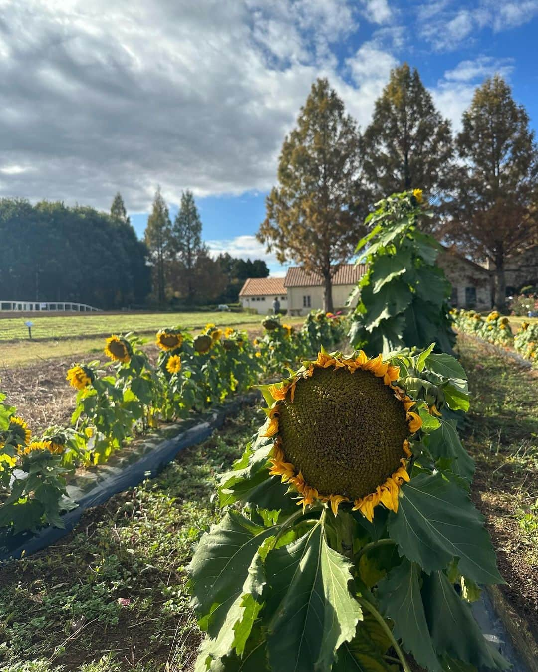 宮本沙恵さんのインスタグラム写真 - (宮本沙恵Instagram)「紅葉が綺麗だった週末🍁 茨城の穴場スポットです…♡ キャンプやBBQも出来るよ〜！！⭐️ #ibaraki」11月27日 10時51分 - saebi