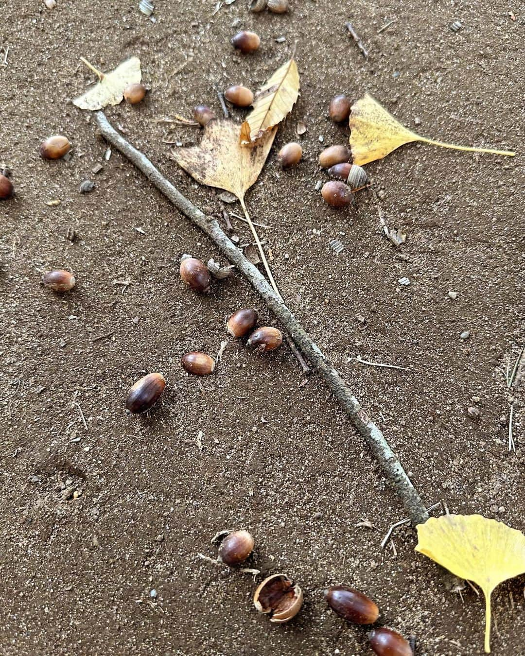 宮本沙恵さんのインスタグラム写真 - (宮本沙恵Instagram)「紅葉が綺麗だった週末🍁 茨城の穴場スポットです…♡ キャンプやBBQも出来るよ〜！！⭐️ #ibaraki」11月27日 10時51分 - saebi