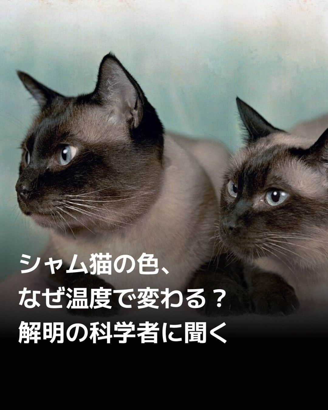 日本経済新聞社のインスタグラム：「クリーム色の体に、黒っぽい顔と足や尾、輝く青い目が特徴のシャムネコ。その毛の色は、温度次第で変化します。なぜか？　仕組みを解明した科学者にその理由を聞きました。⁠ （PHOTOGRAPH BY WILLARD CULVER, NAT GEO IMAGE COLLECTION）⁠ ⁠ 詳細はプロフィールの linkin.bio/nikkei をタップ。⁠ 投稿一覧からコンテンツをご覧になれます。⁠→⁠@nikkei⁠ ⁠ #日経電子版 #ねこ #ネコ #猫 #cat #シャム猫 #ナショナルジオグラフィック」