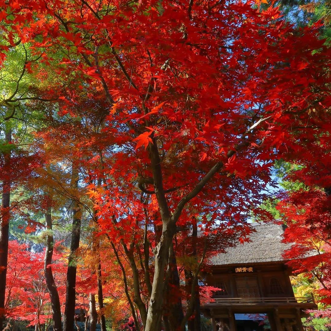 旅行比較サイト・トラベルコ 理想の旅を、いちばん安く。のインスタグラム：「#平林寺 / 埼玉  平林寺は1375（永和元）年に創建された名刹。  例年11月中旬～12月上旬に紅葉の見頃を迎え、古寺ならではの風情と赤、黄、緑の彩りとの調和が見事です。小径に沿ってのんびり散策しながら、歴史ある建物を眺めるのもおすすめ。  ━━━━━━━━━━━ 📍 #平林寺 （埼玉県新座市） ━━━━━━━━━━━ 平林寺の詳しいスポット情報はこちら👇 https://www.tour.ne.jp/j_spot/126935/  Photo: PIXTA  ********** あなたが旅先で出合った素敵な風景に #トラベルコ または #travelko をつけて投稿してみてください📷 こちらのアカウントで紹介させていただくかも！  投稿を見て「行きたい！」と思ったら保存でクリップ。 フォロー＆いいねもお願いします🌟  ********** 国内海外1500以上の旅行サイトをまとめて比較！ 旅行の最安値を探すなら「トラベルコ」  プロフィール欄のURLから早速検索🔍 @travelko_official  #平林寺 #紅葉 #もみじ狩り #新座市 #saitama #埼玉 #埼玉旅行 #埼玉観光 #国内旅行 #日本の絶景 #japantrip #japantravel #絶景 #フォトジェニック #ファインダー越しの私の世界 #誰かに見せたい景色 #旅行好きな人と繋がりたい #写真好きな人と繋がりたい #女子旅 #一人旅 #旅行好き #旅 #旅行 #観光 #trip #travelko #トラベルコ」